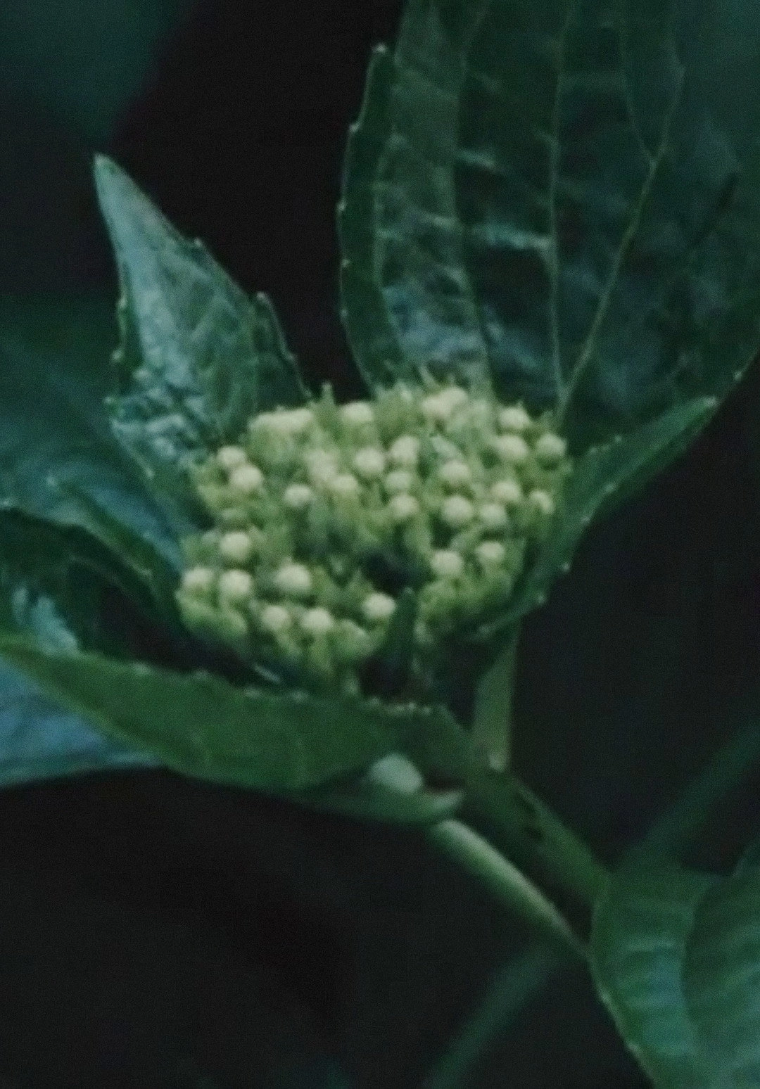 Imitating the Flower of Hydrangea