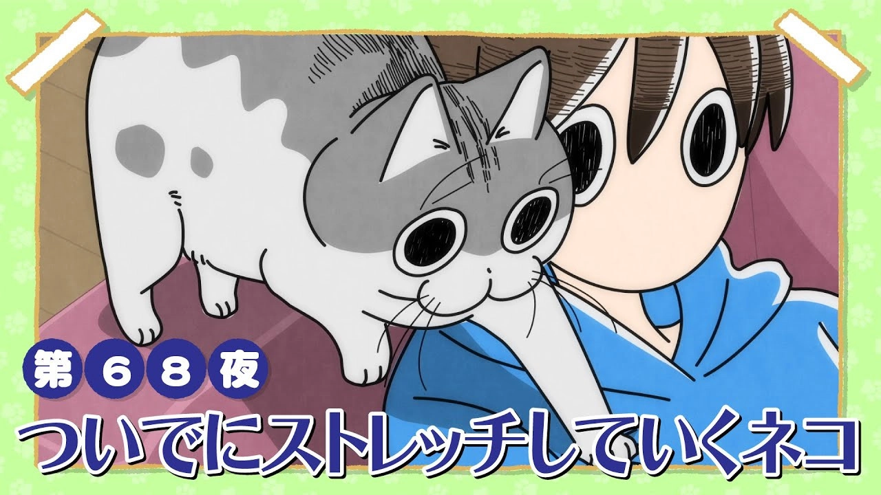 Nights with a Cat