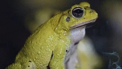 Costa Rica: The Rise of Nature