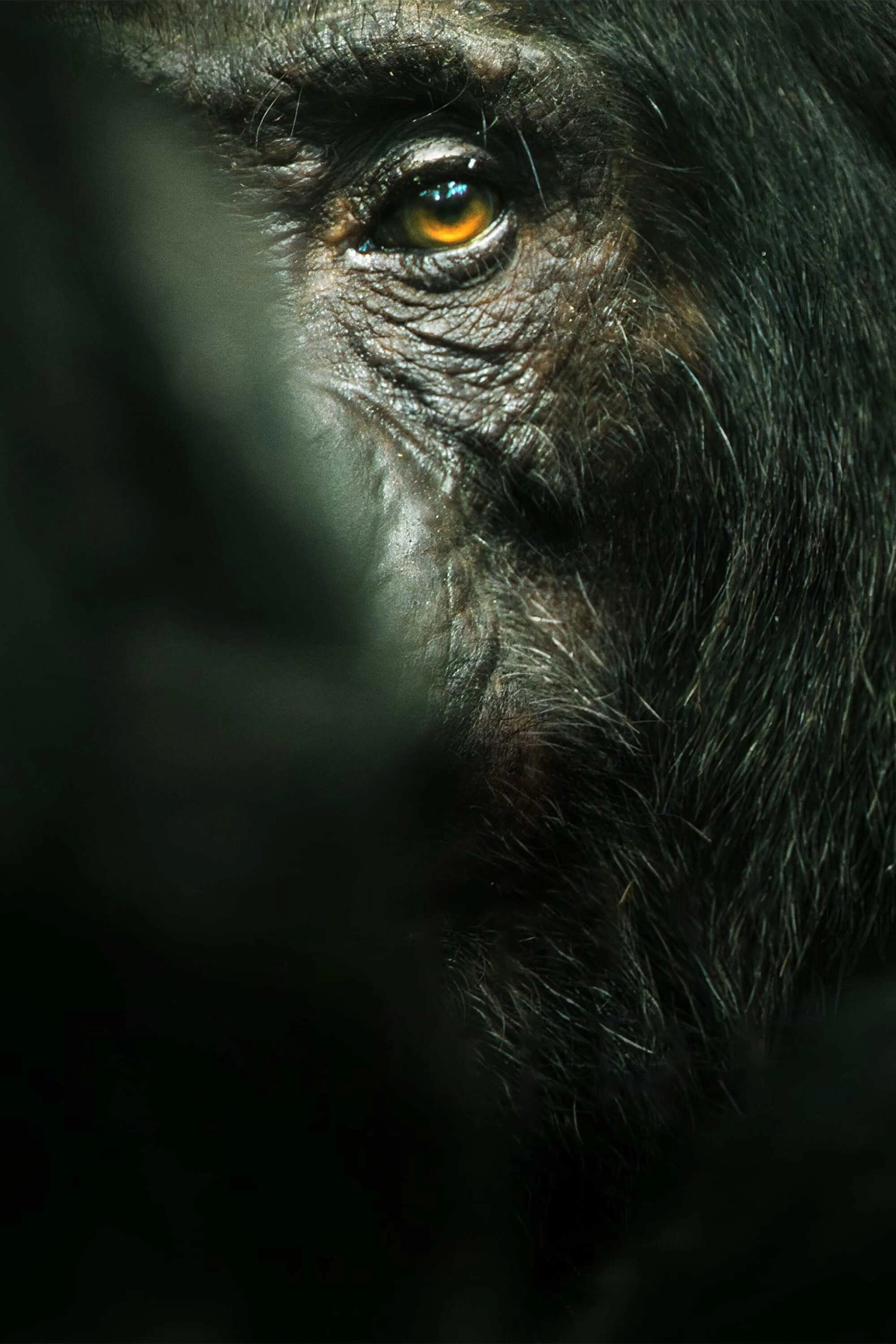 Chimp Empire