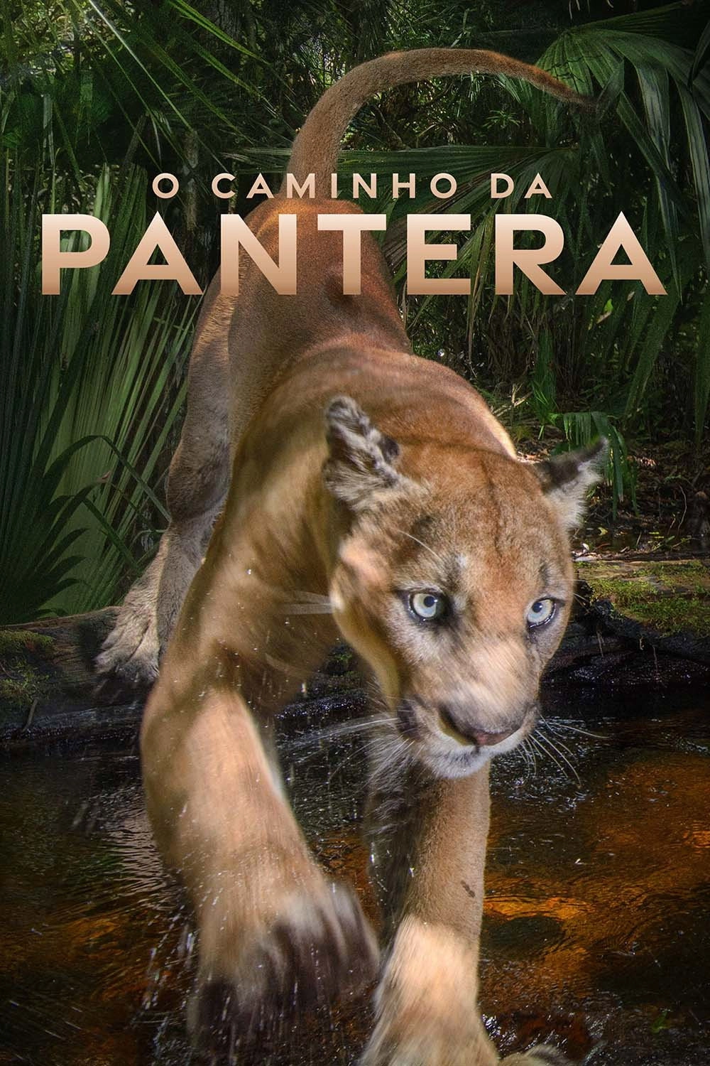 Path of the Panther