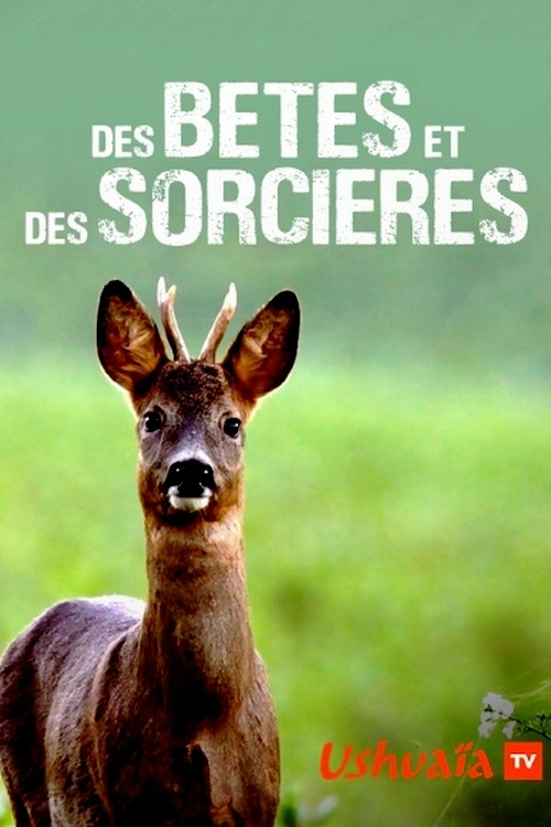Des bêtes et des sorcières