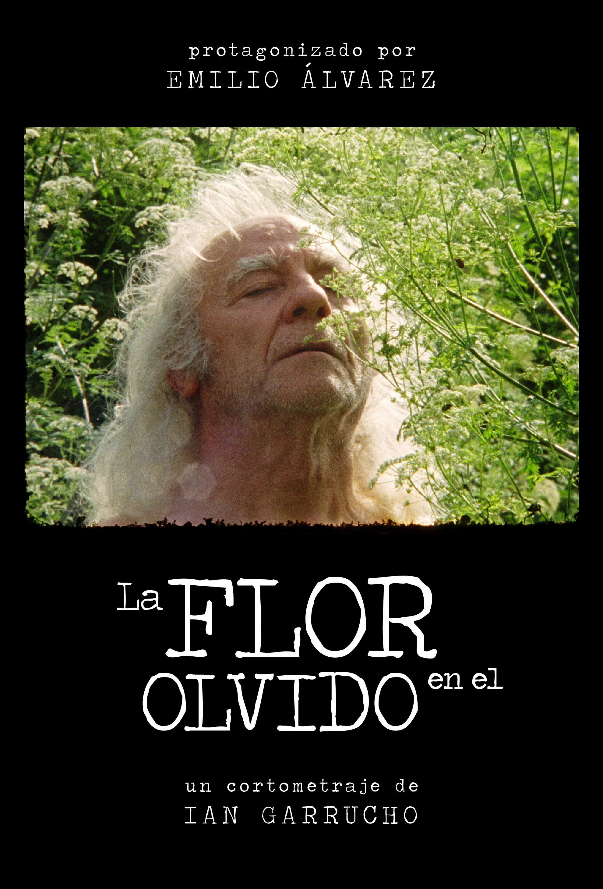 Flower in Oblivion
