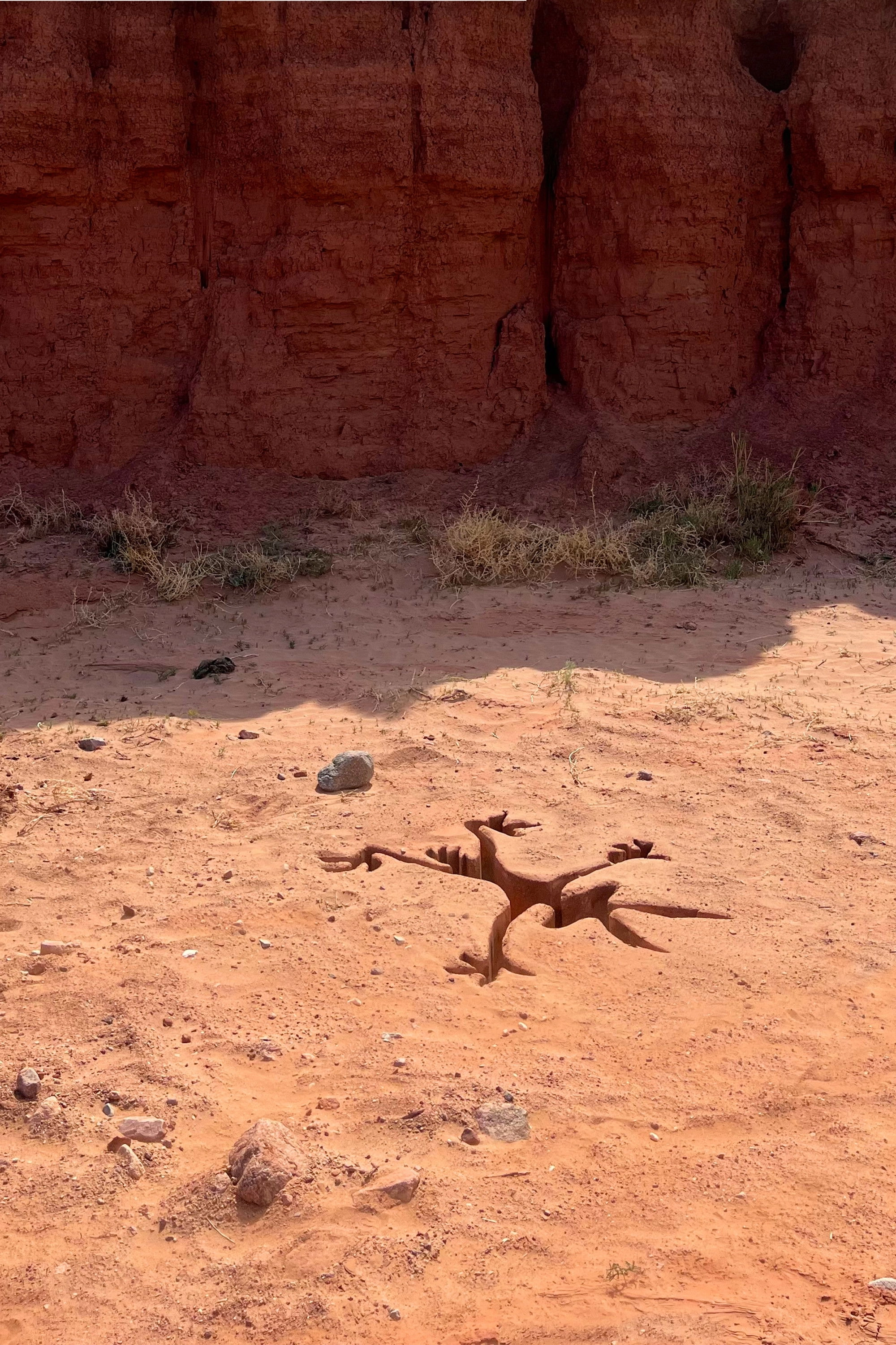 Coyote vs ACME