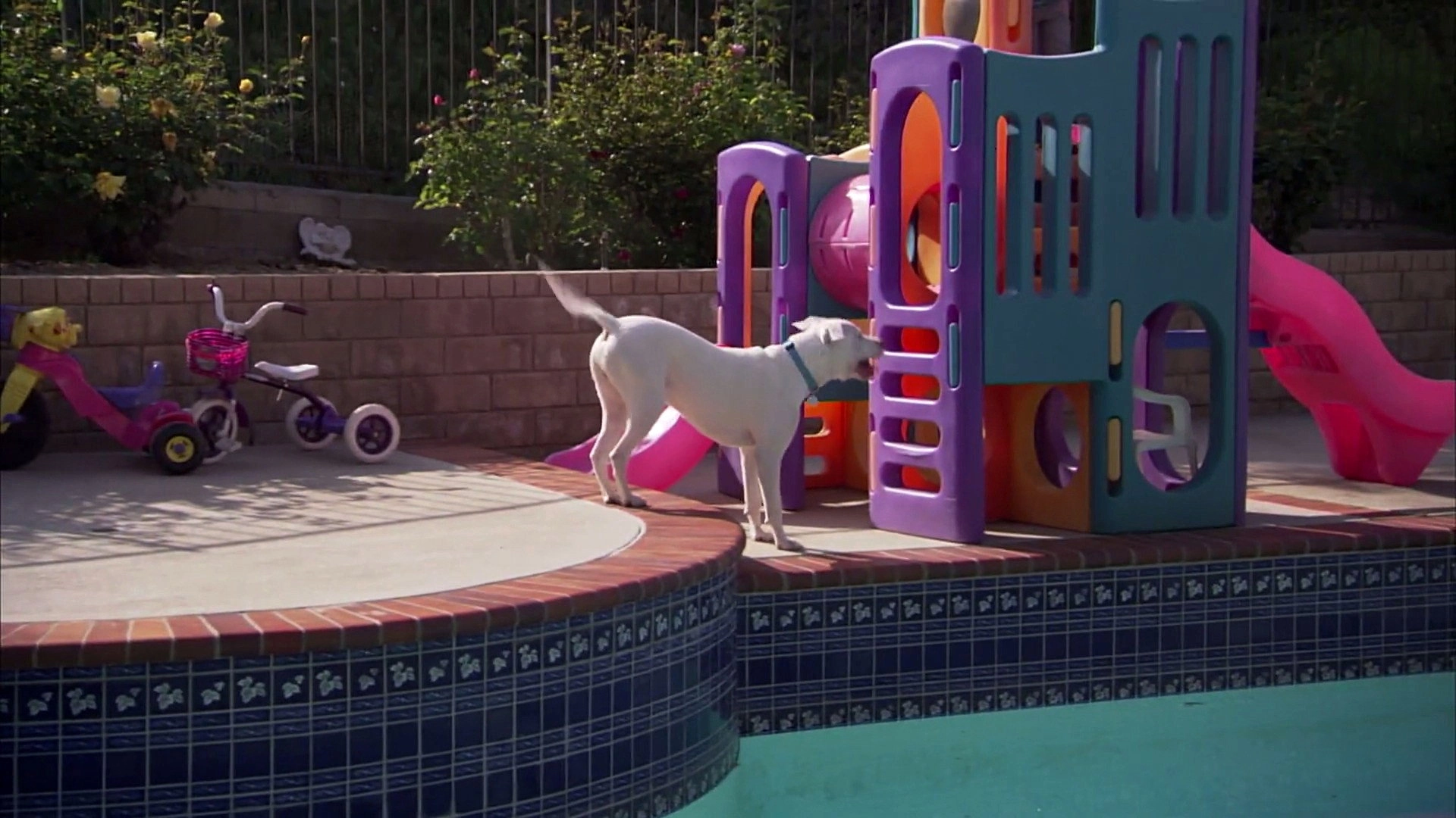 Pit Bulls and Parolees