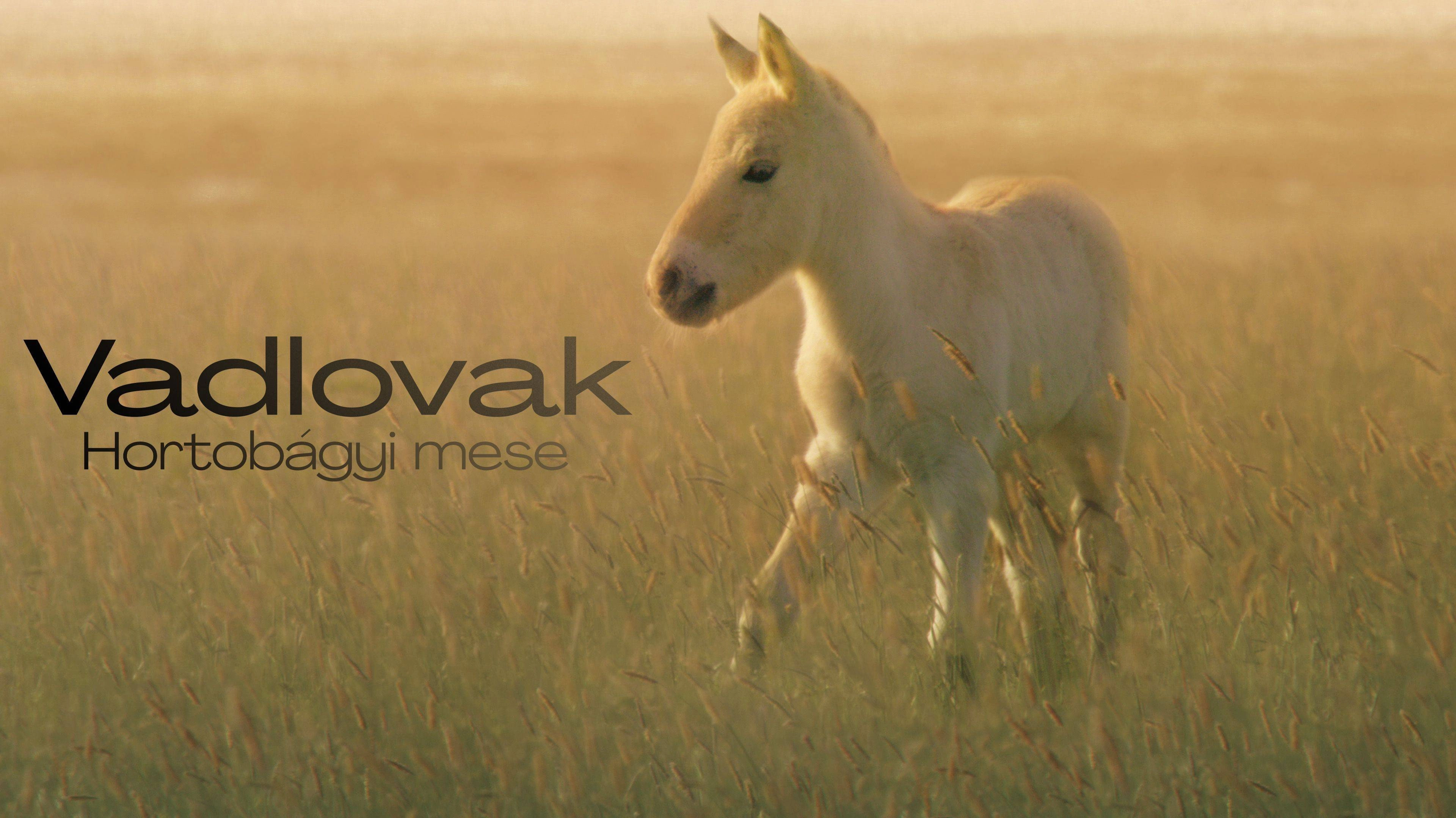 Wild Horses - A Tale From The Puszta