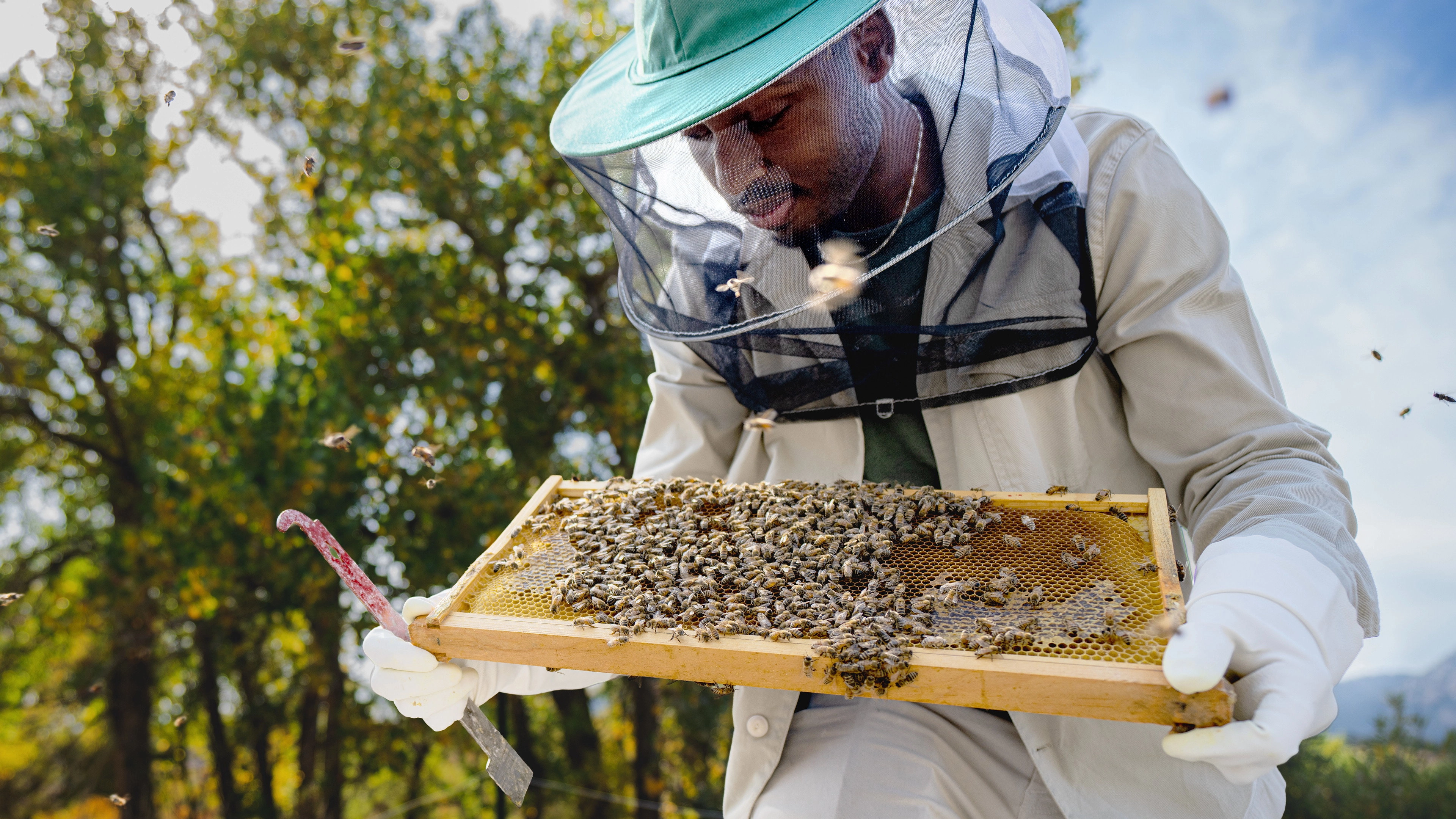 Secrets of the Bees