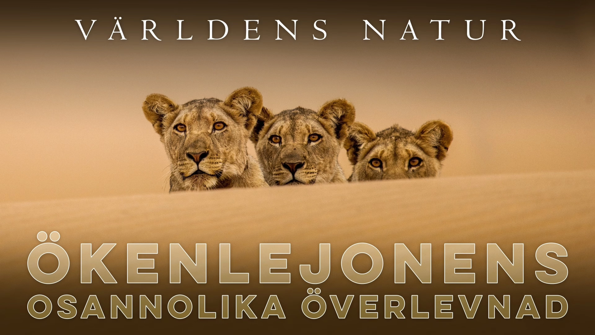 Lions of the Skeleton Coast