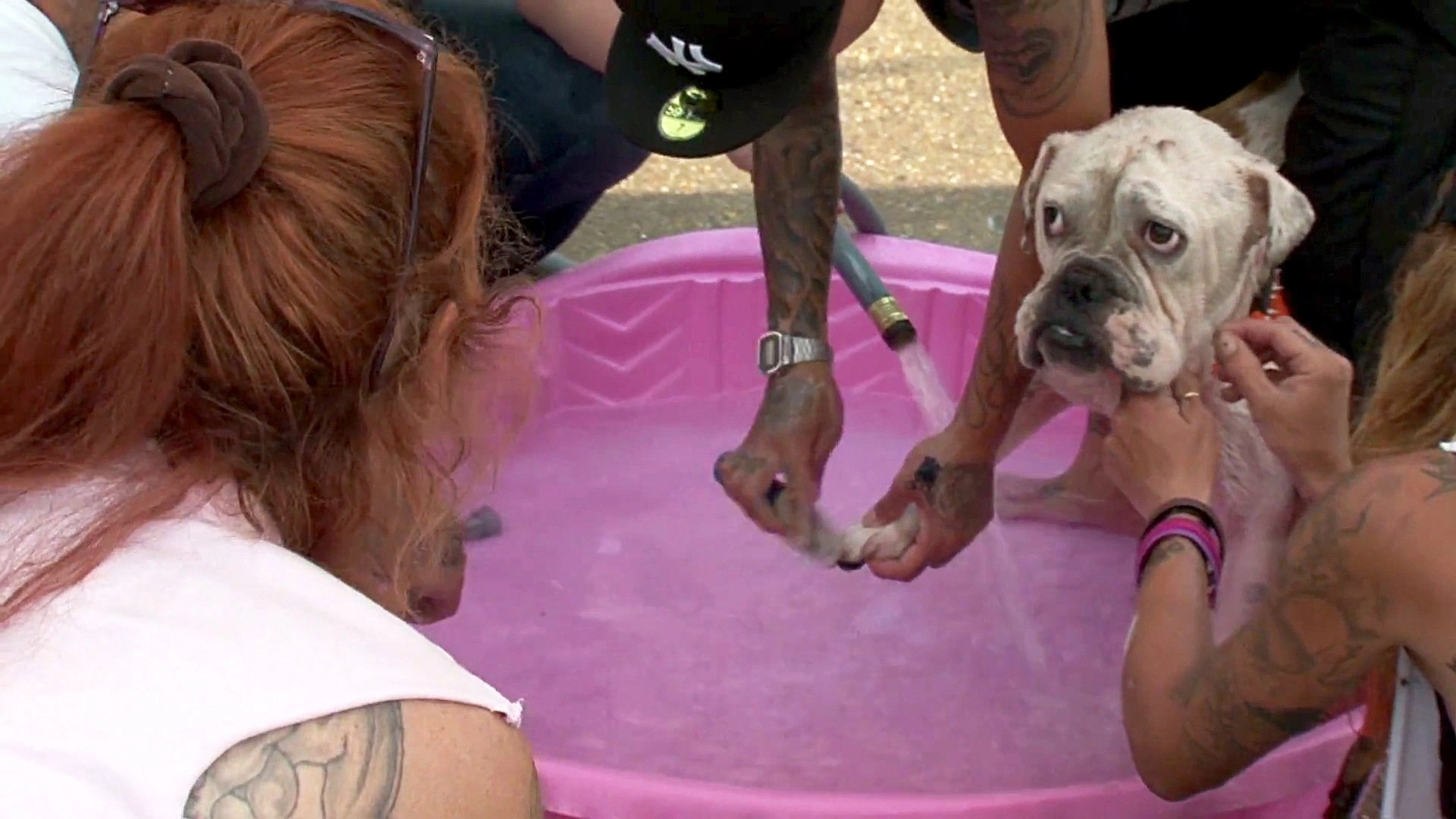 Pit Bulls and Parolees