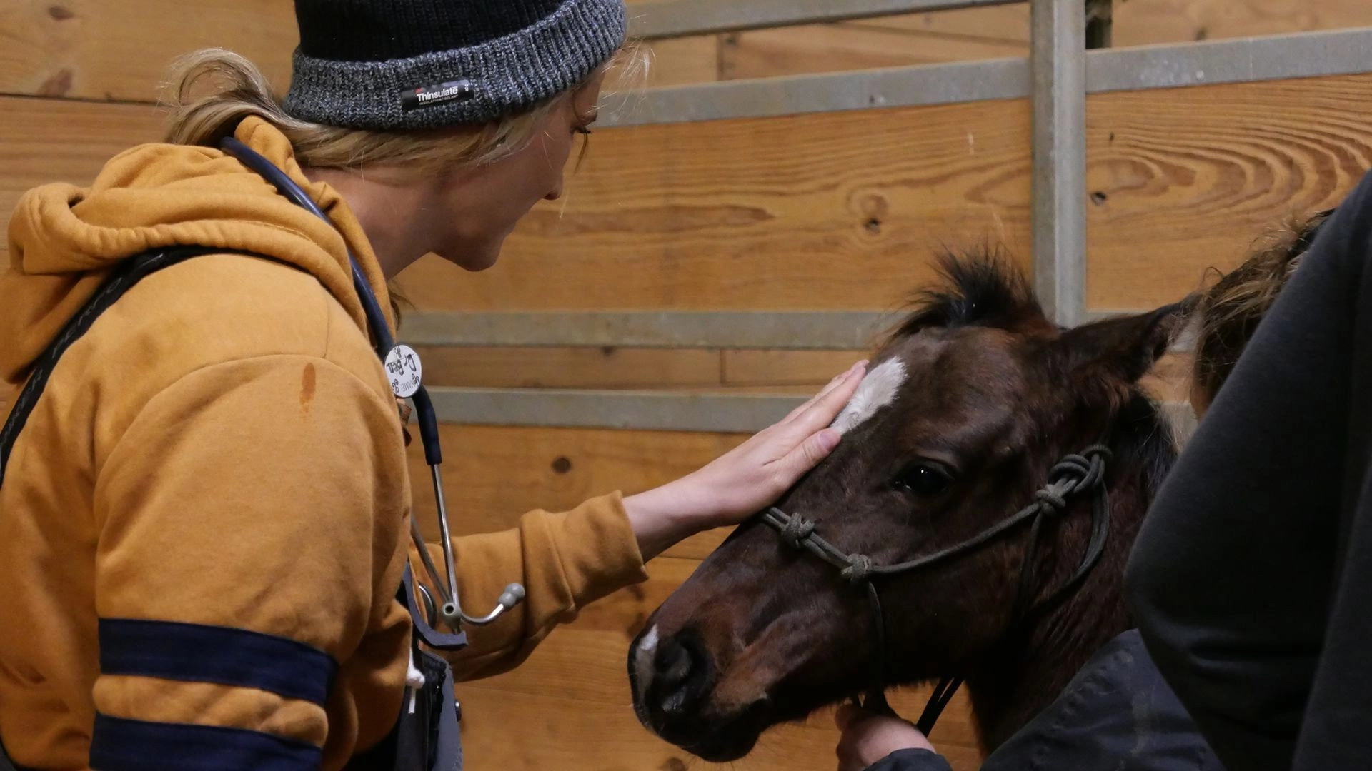 Heartland Docs, DVM