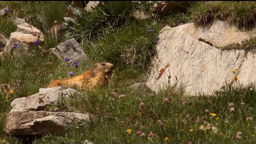 If I Were an Animal