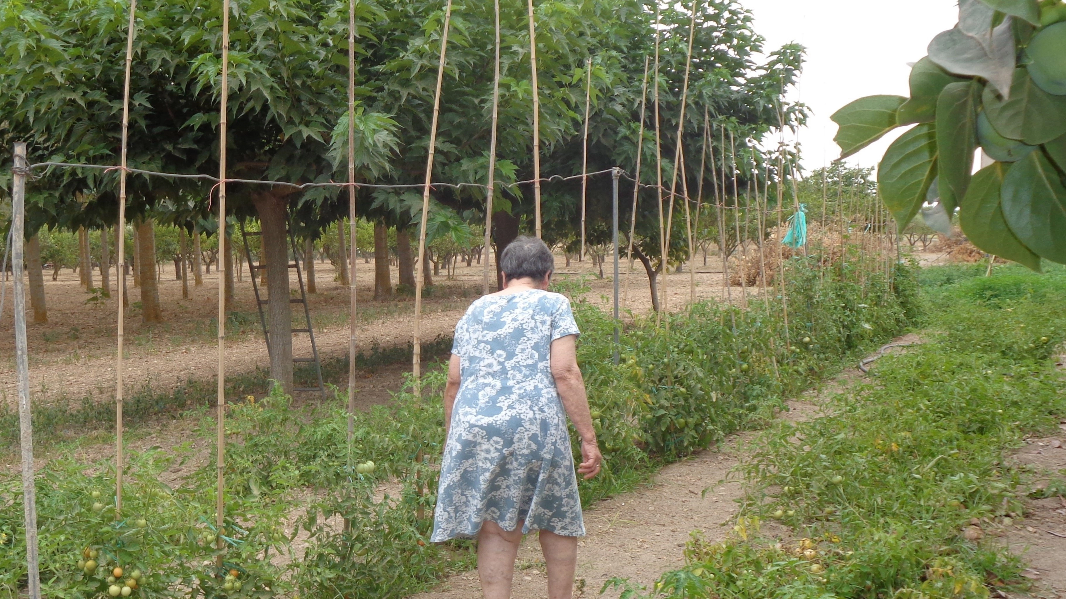 Katha Venuka Katha