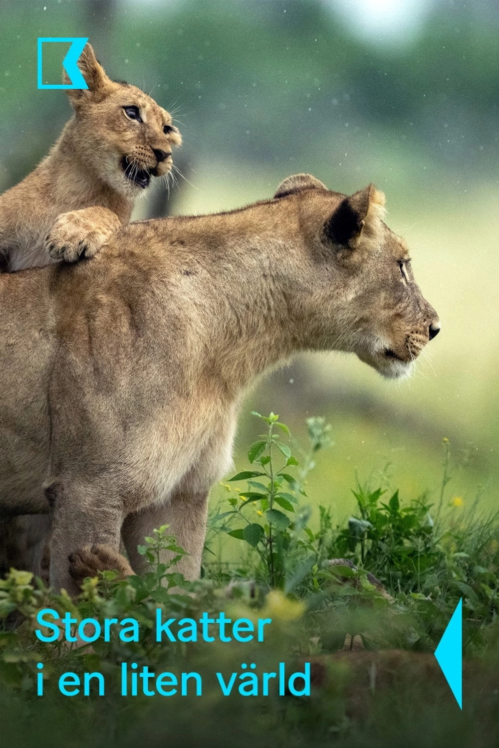 Big Cats, Small World