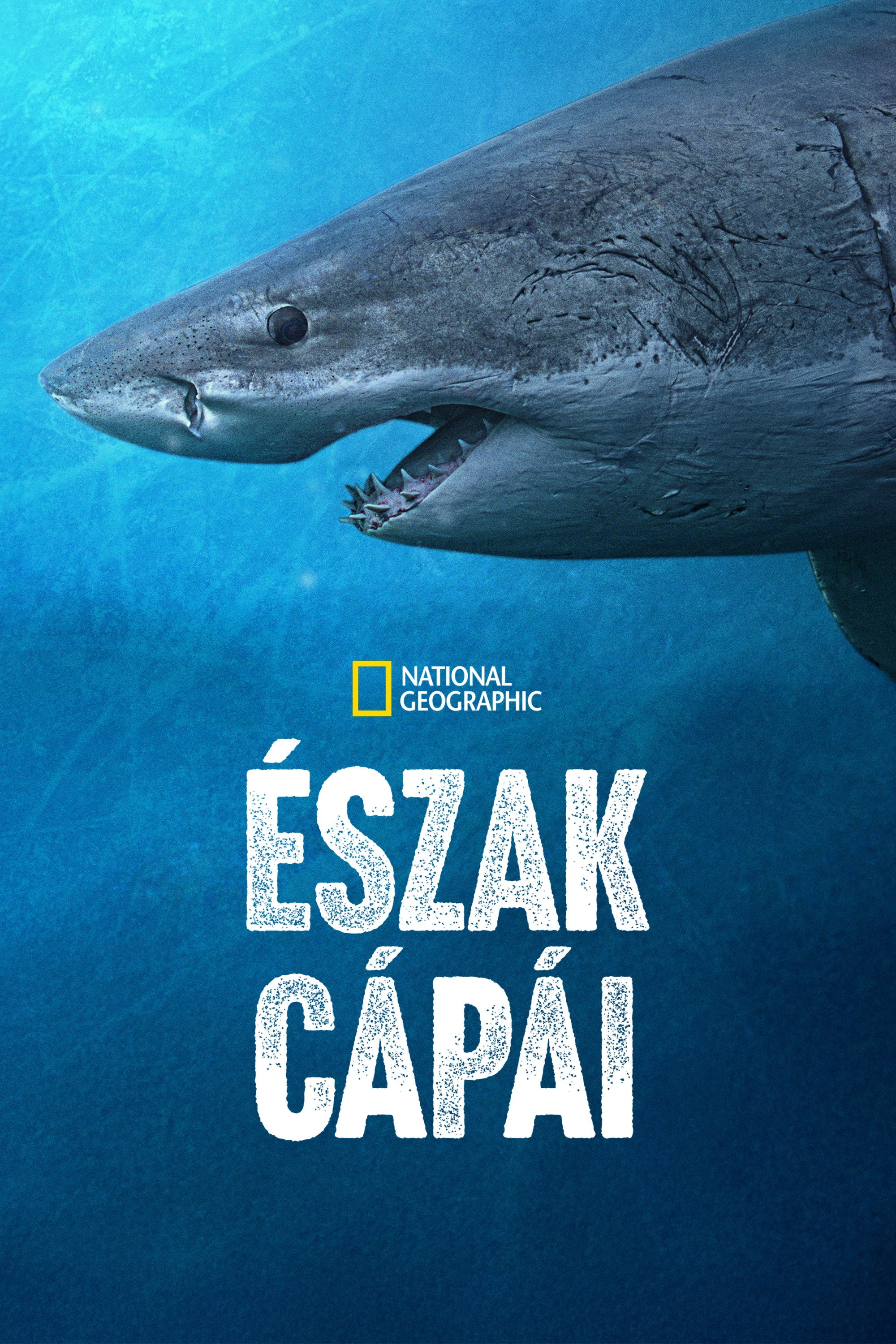 Sharks of the North
