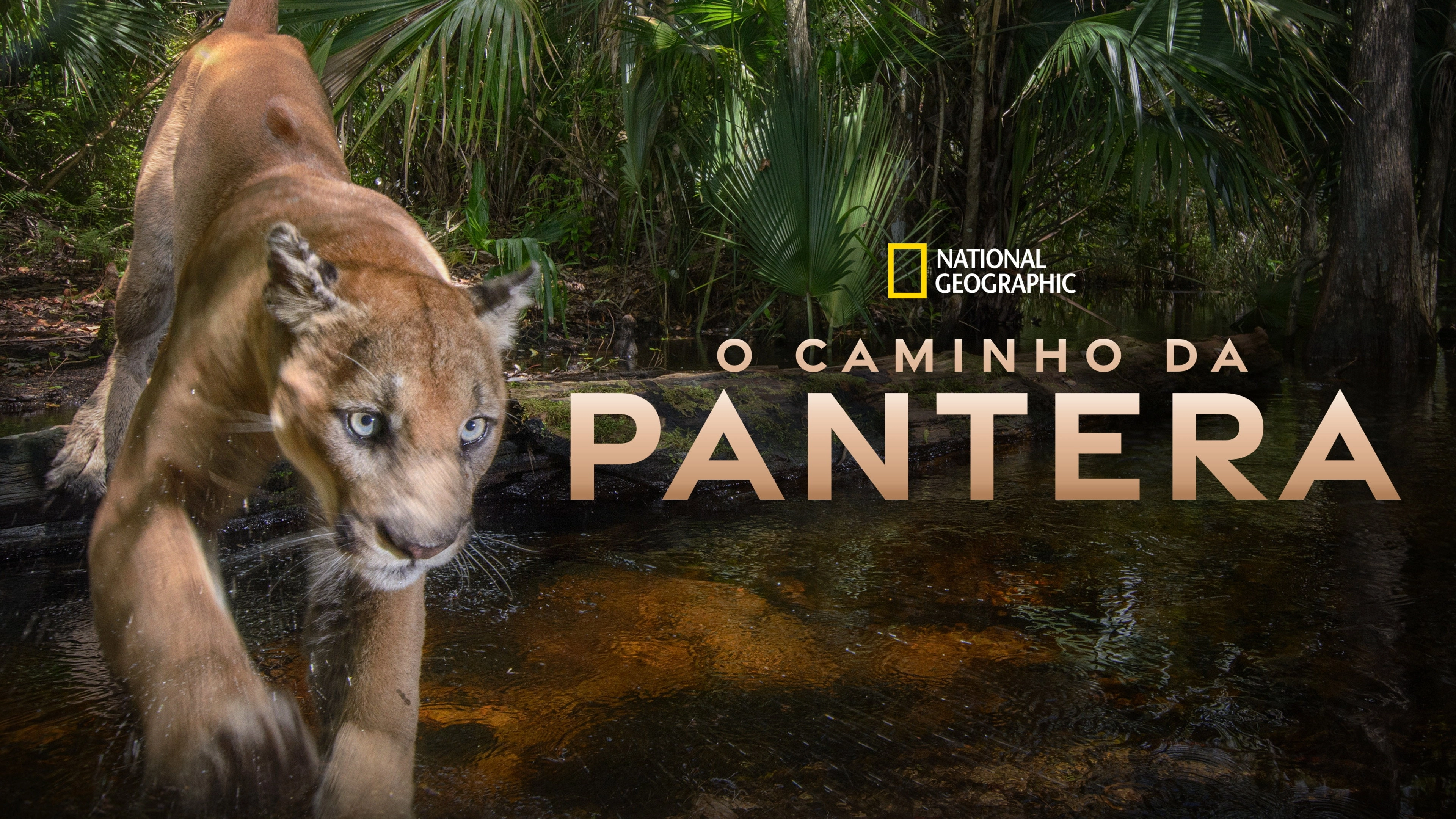Path of the Panther