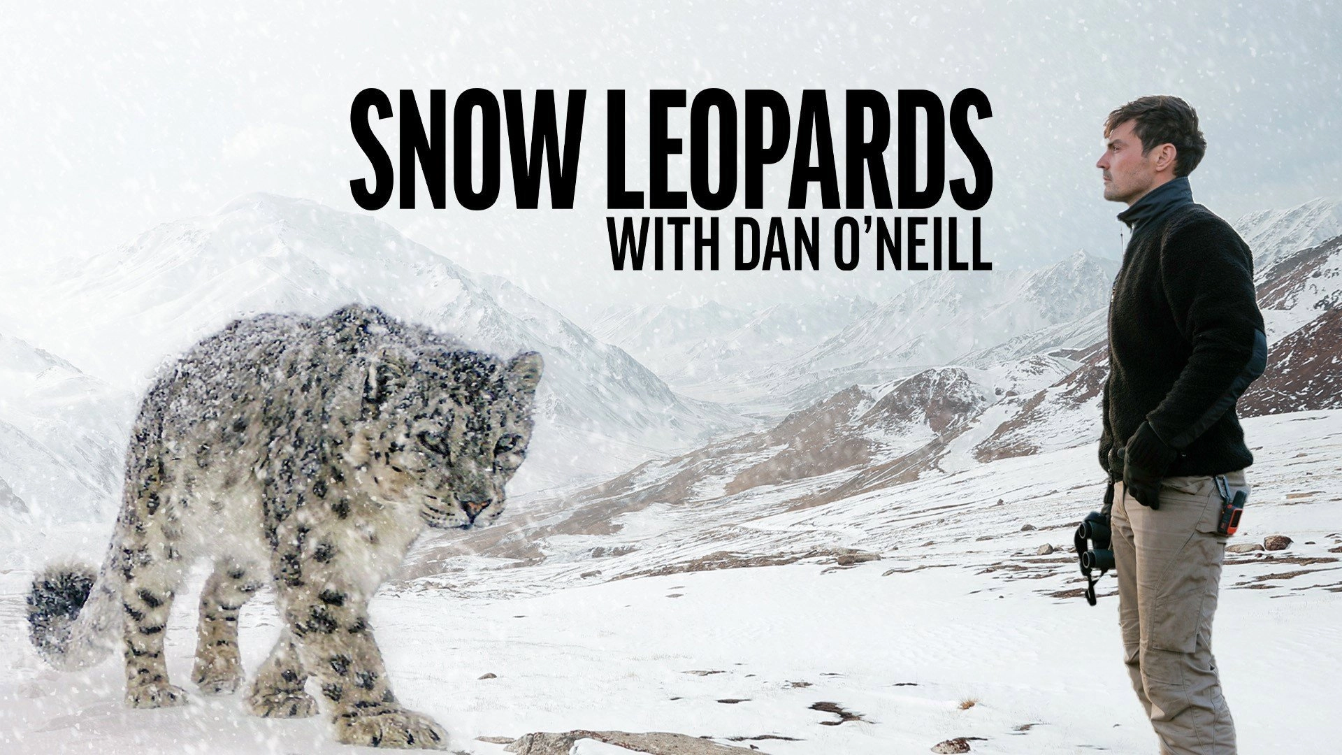 Snow Leopards with Dan O'Neill