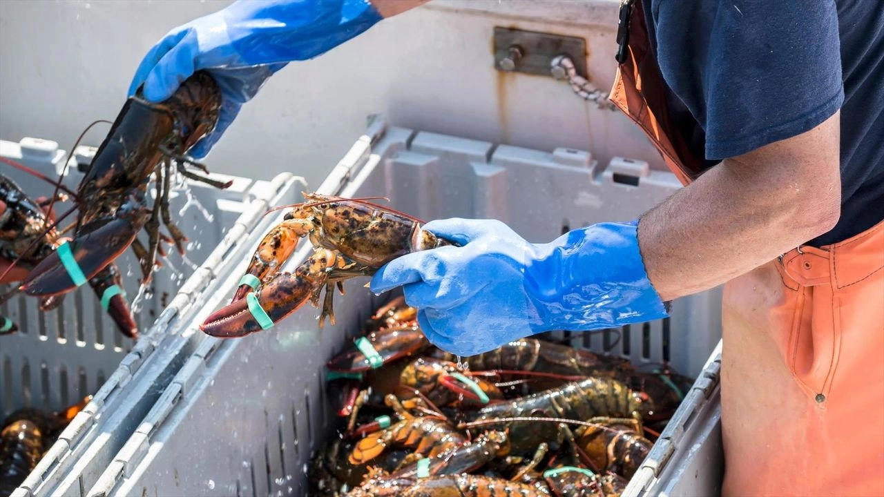 Homards : pêche à haut risque