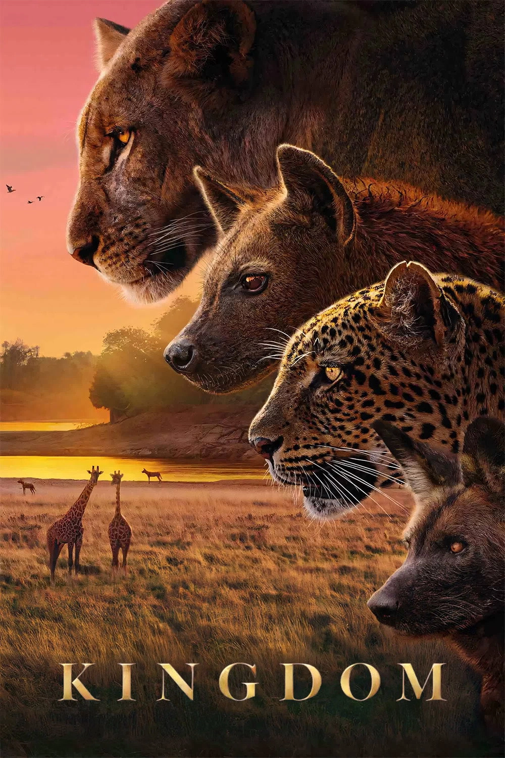 Kingdom