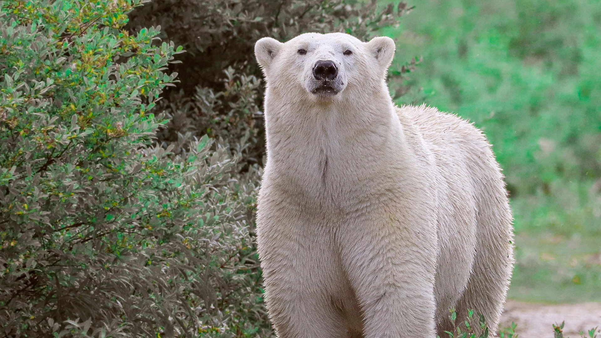 Kingdom of the Polar Bears