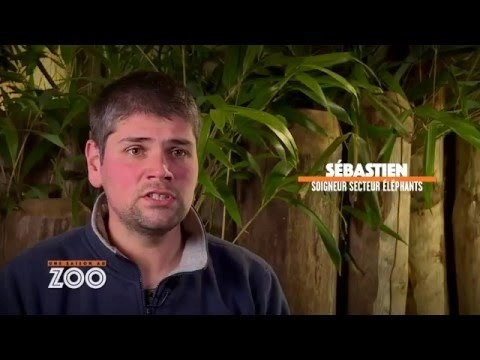 Une saison au zoo