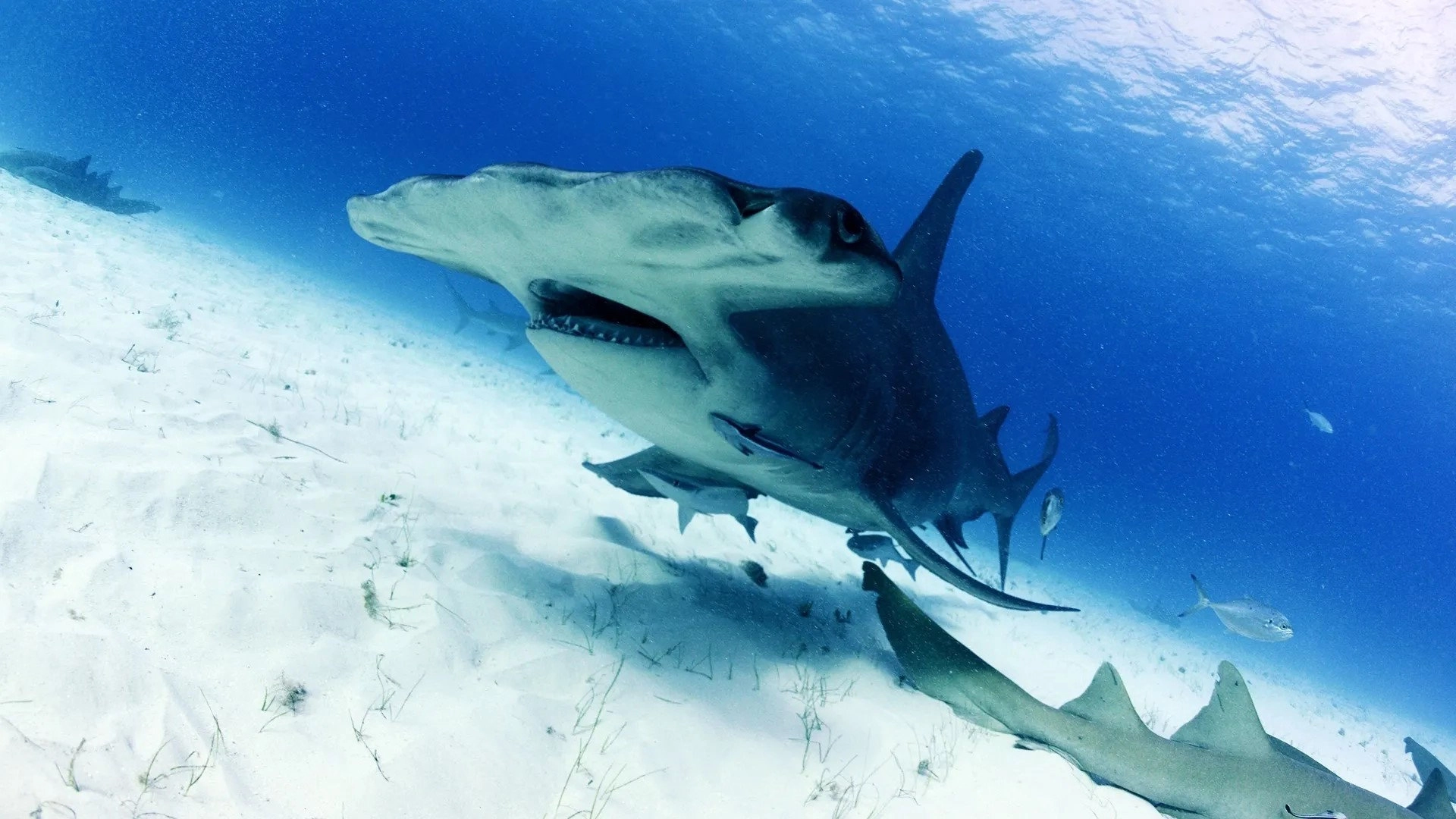 OceanXplorers