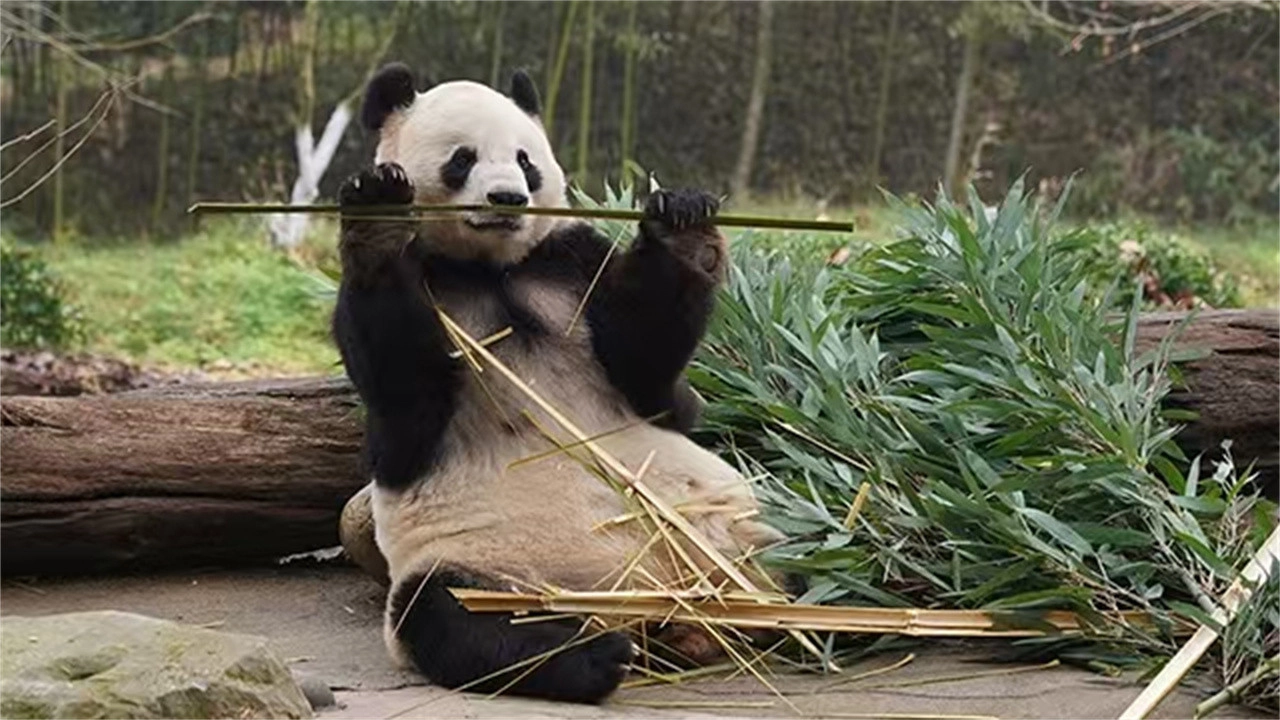 Panda & You Rolling In