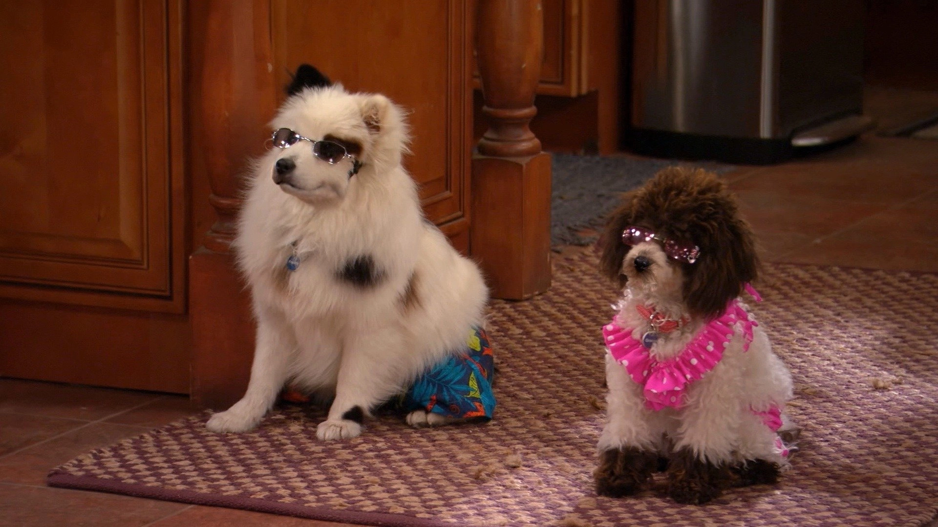 Dog with a Blog