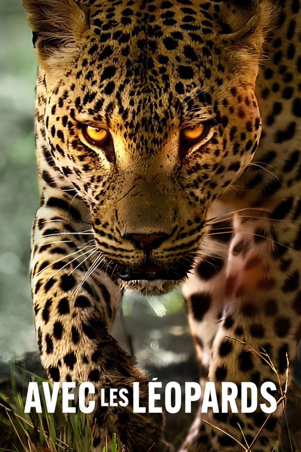 Living with Leopards
