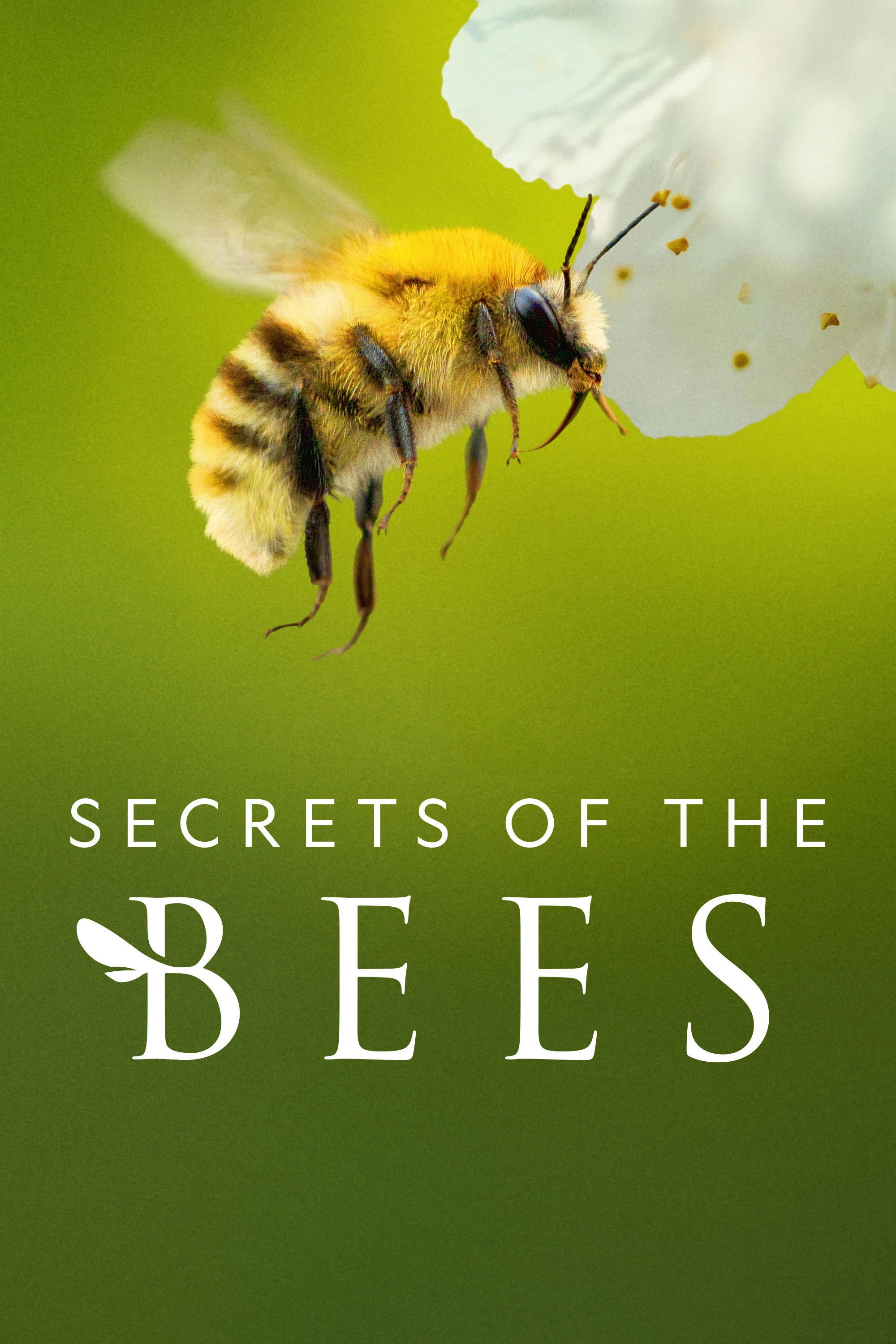 Secrets of the Bees