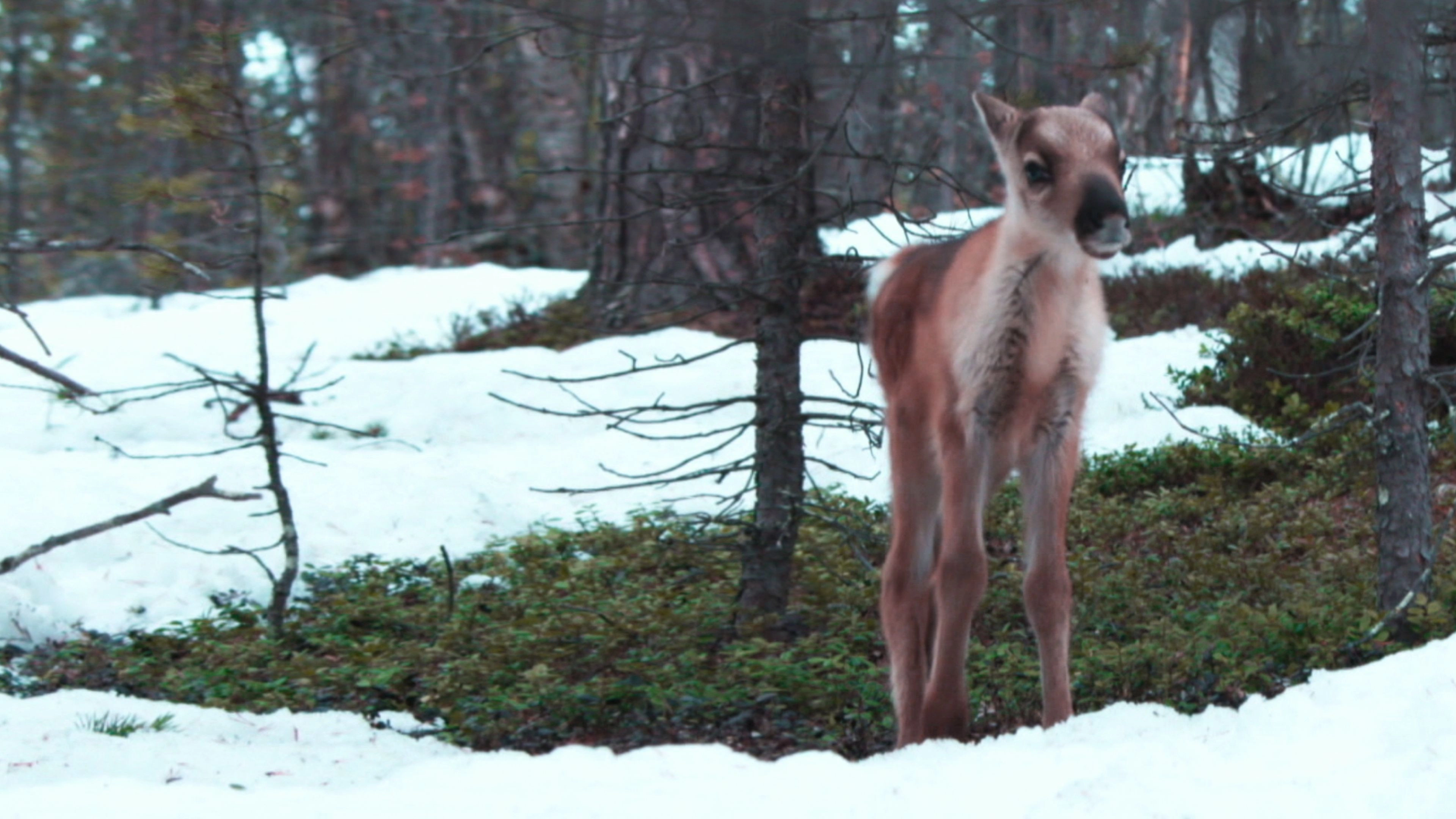 A Reindeer's Journey