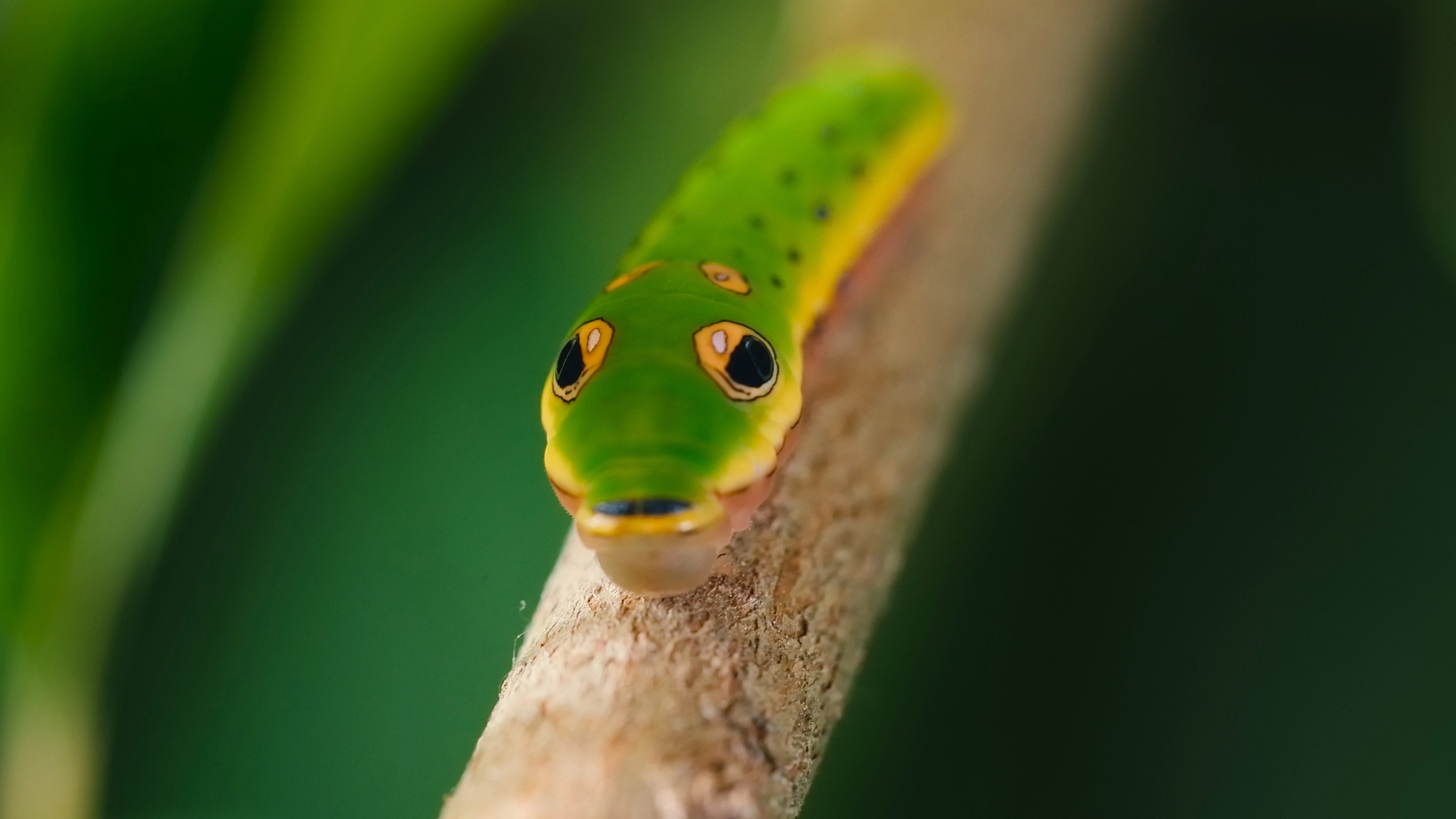 The Secret Lives of Animals