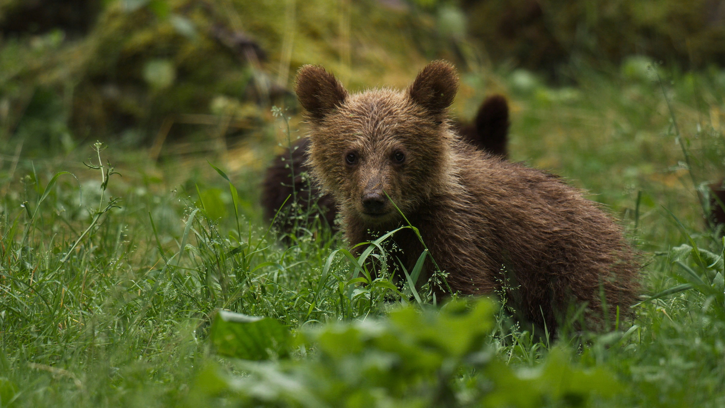Europe's Wild Marvels