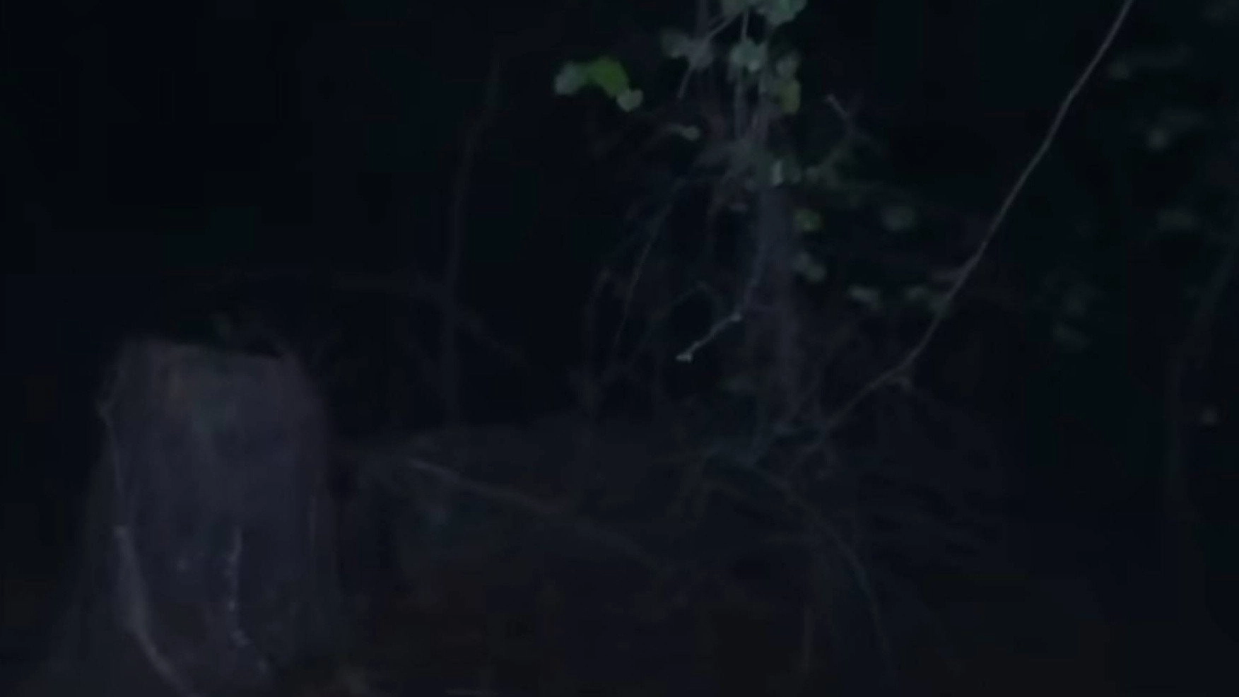 Marble Hornets: Rosswood