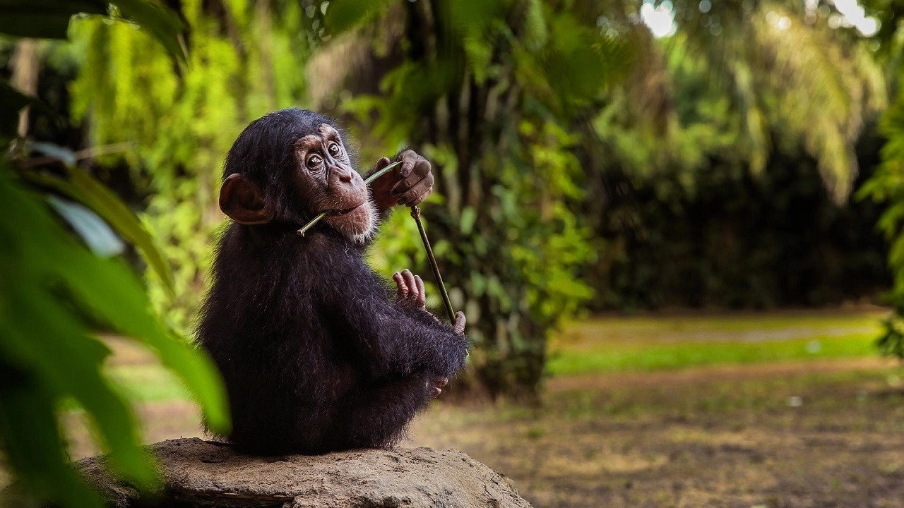 Baby Chimp Rescue