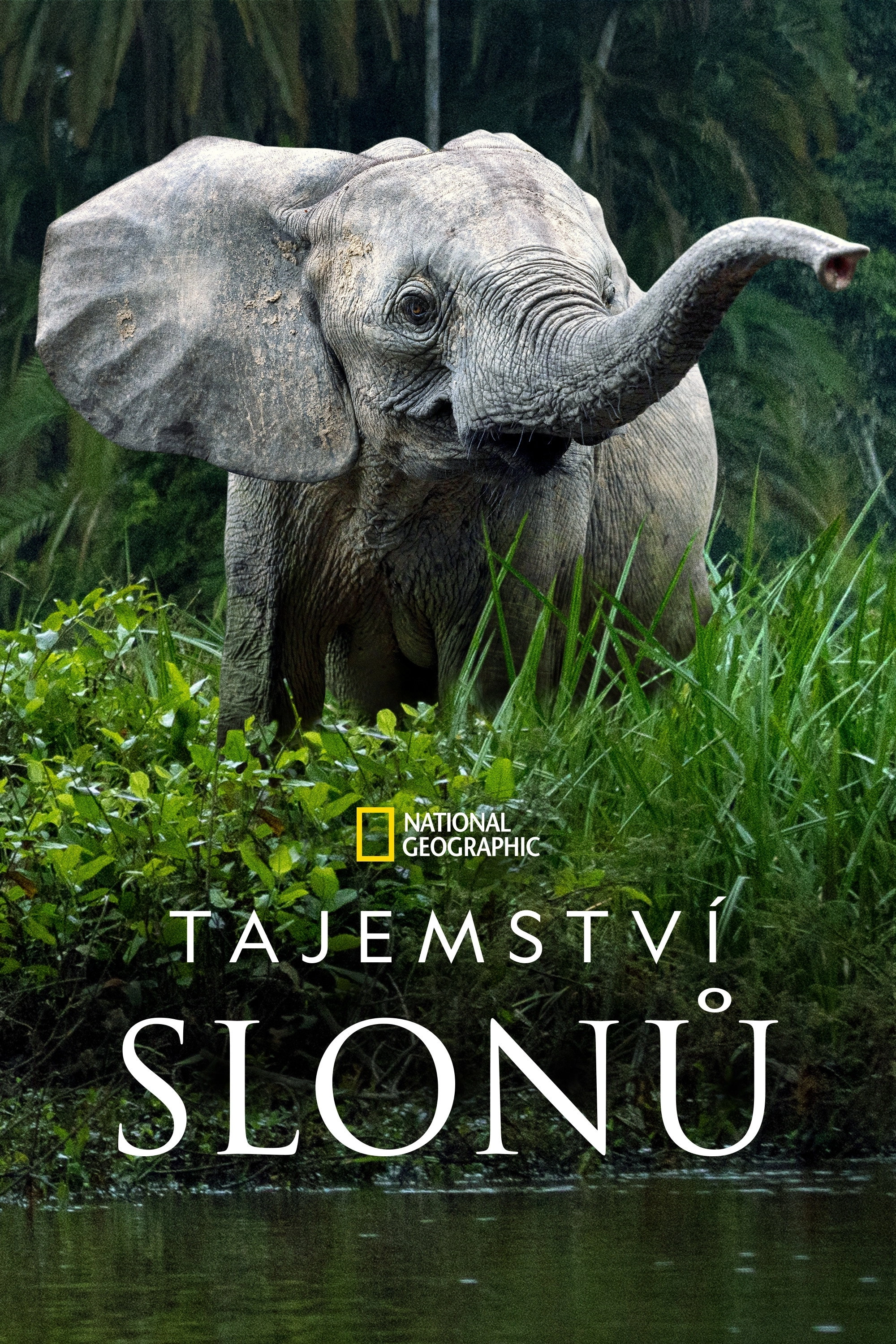 Secrets of the Elephants