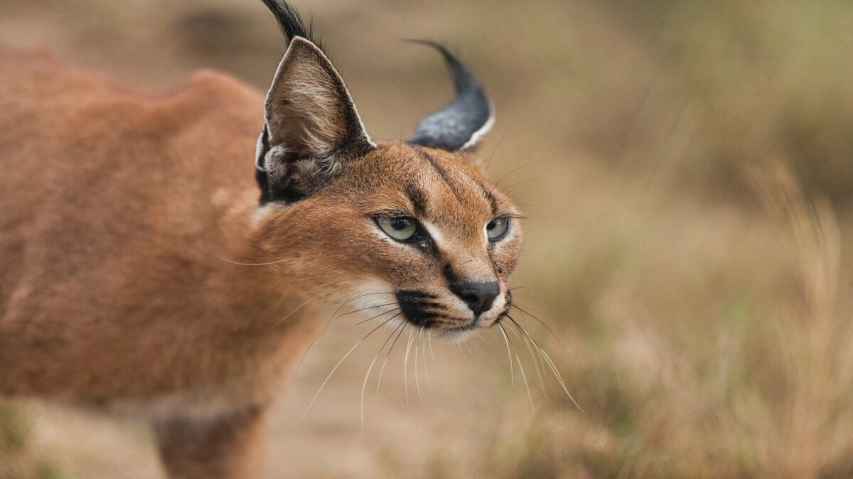 Wild South Africa