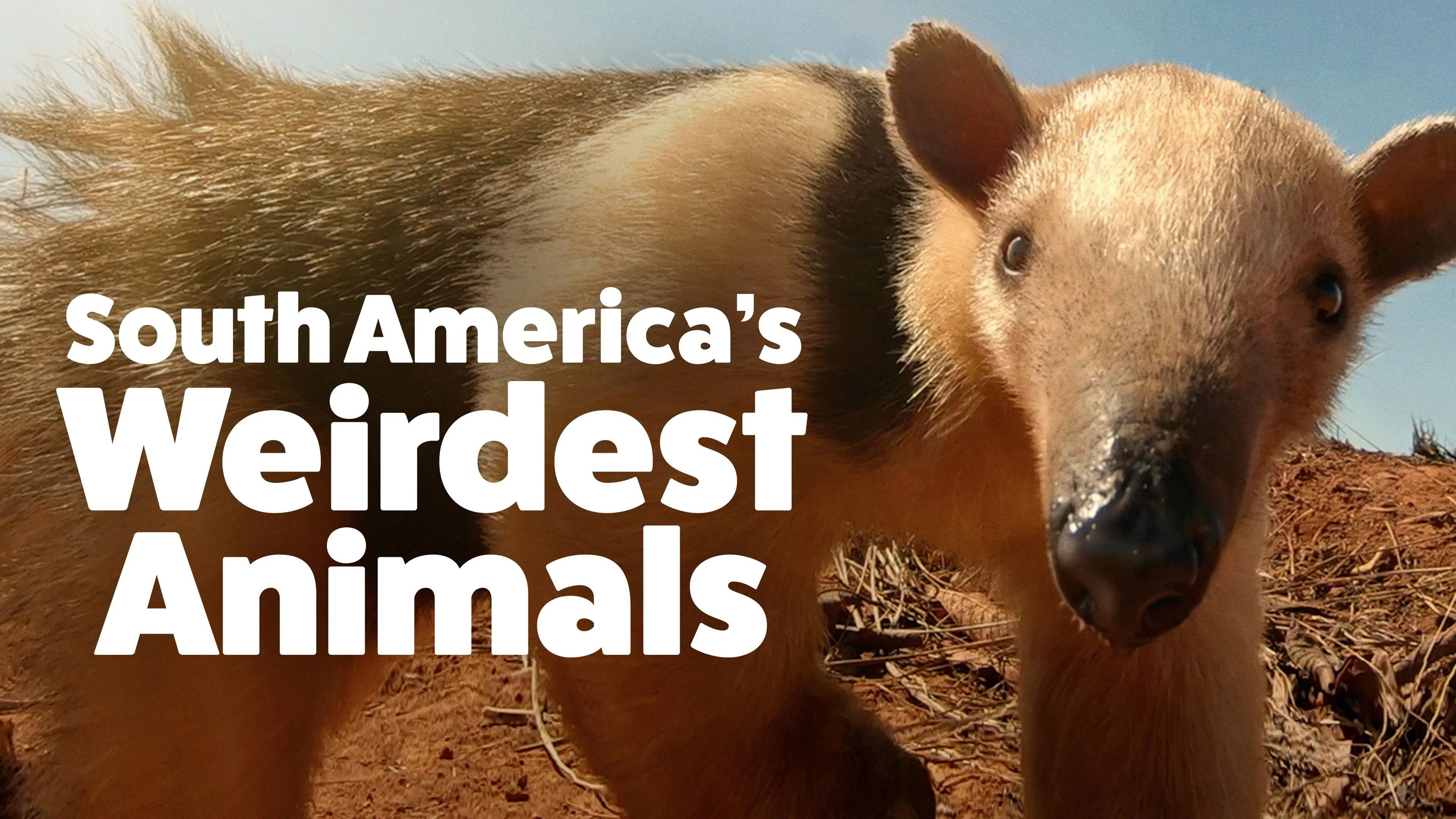 South America's Weirdest Animals