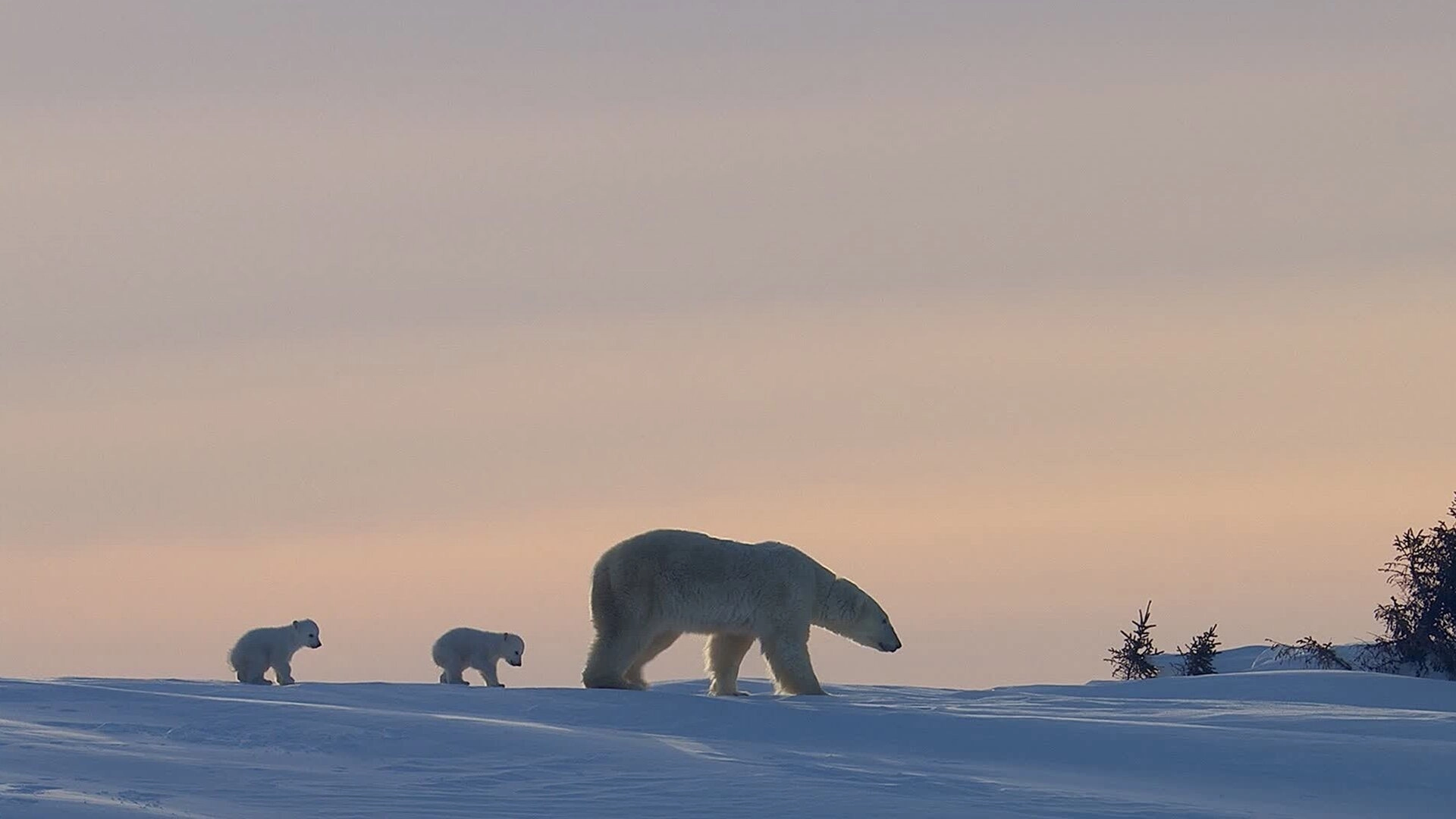 Kingdom of the Polar Bears