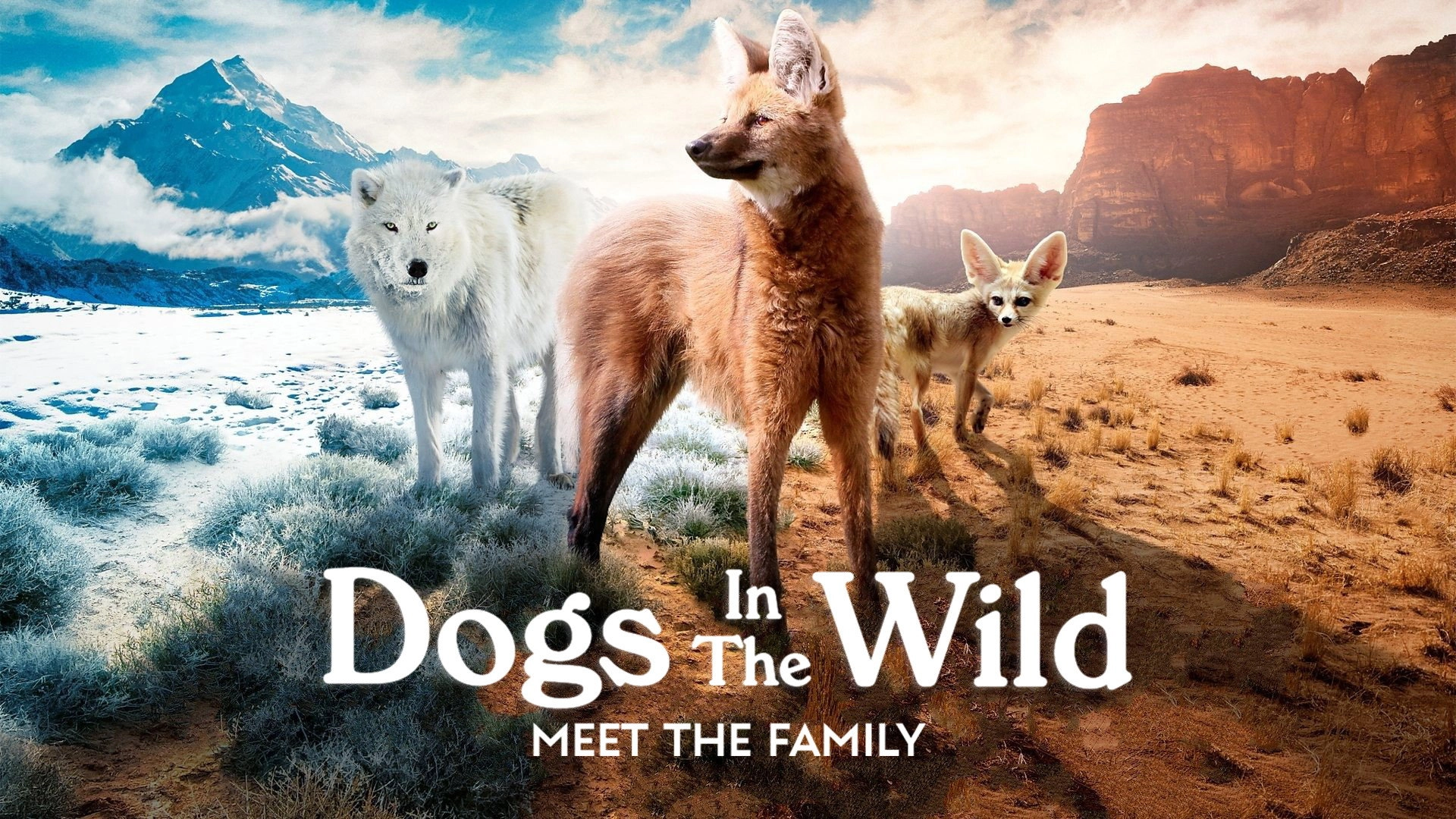 Dogs in the Wild: Meet the Family