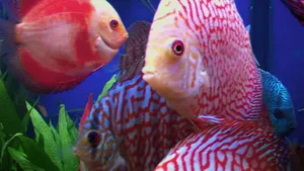 Tanked