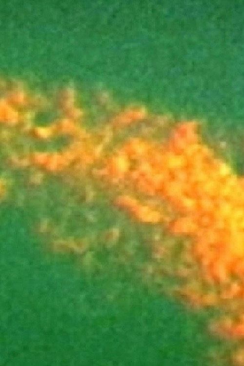 Kariokinesis