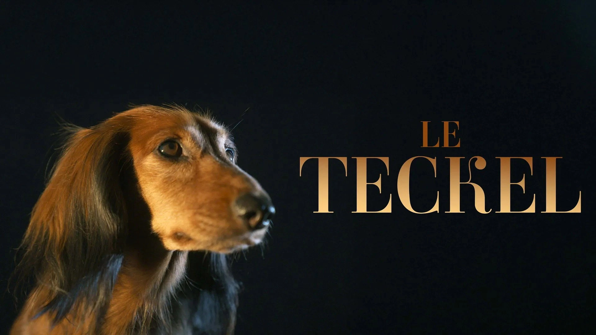 The Dachshund