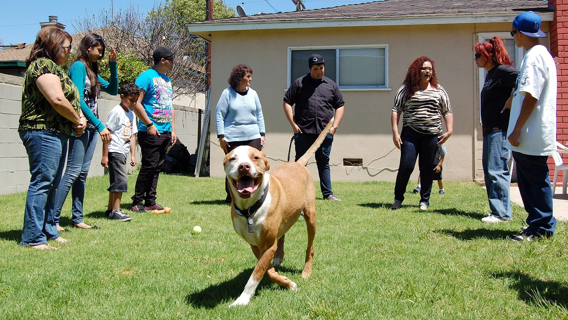 Pit Bulls and Parolees