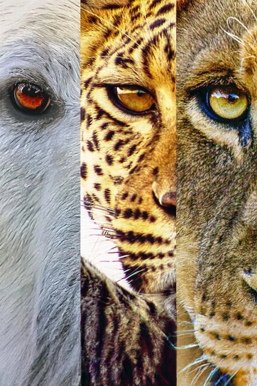 Predators
