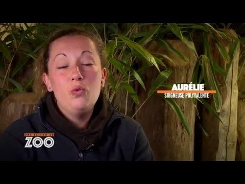 Une saison au zoo