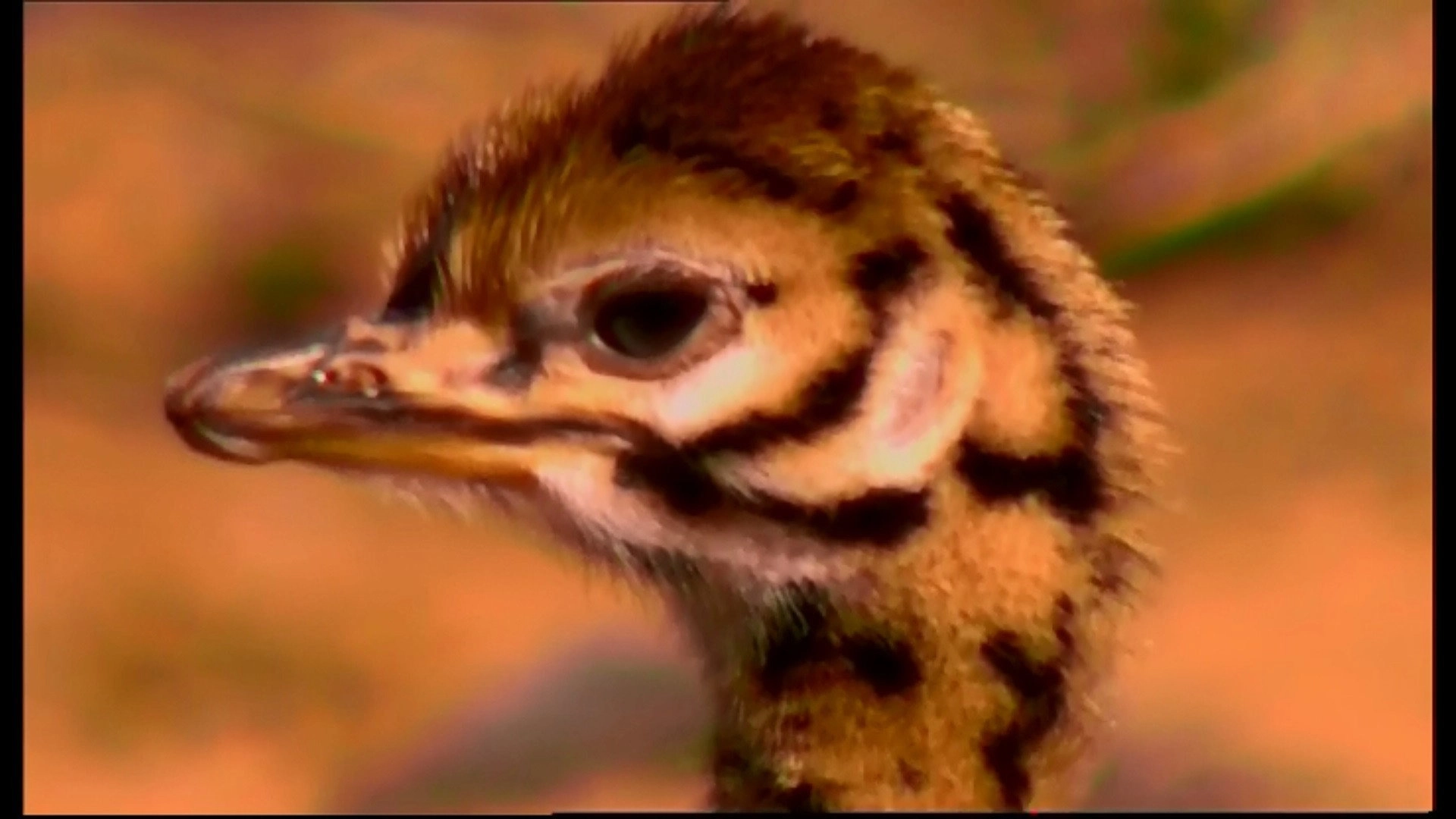 Animal Life: Young & Wild