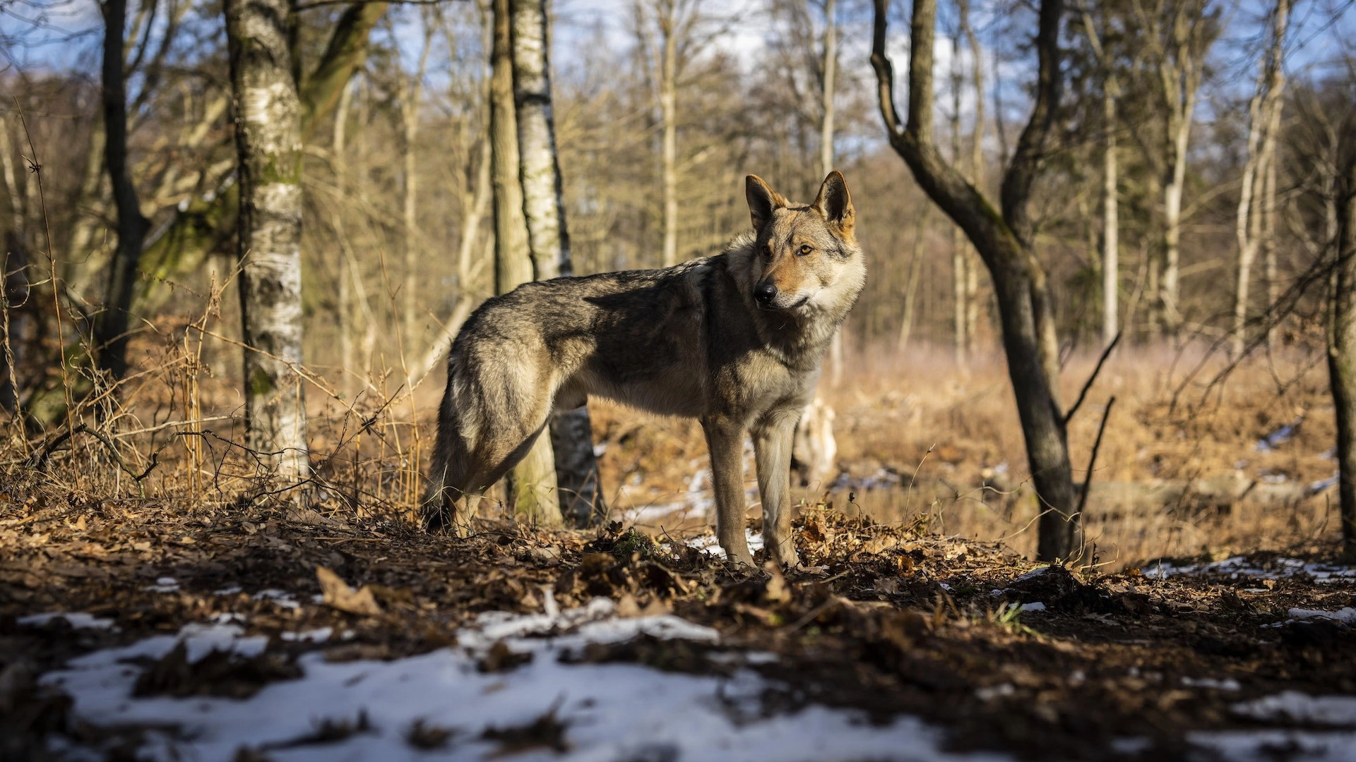 Valde's Christmas - The Guardian of the Forest