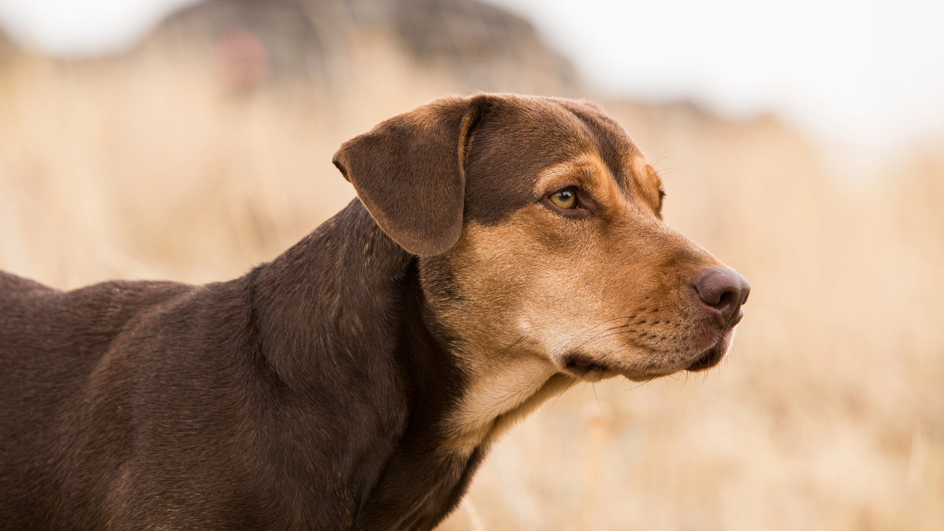 A Dog's Way Home