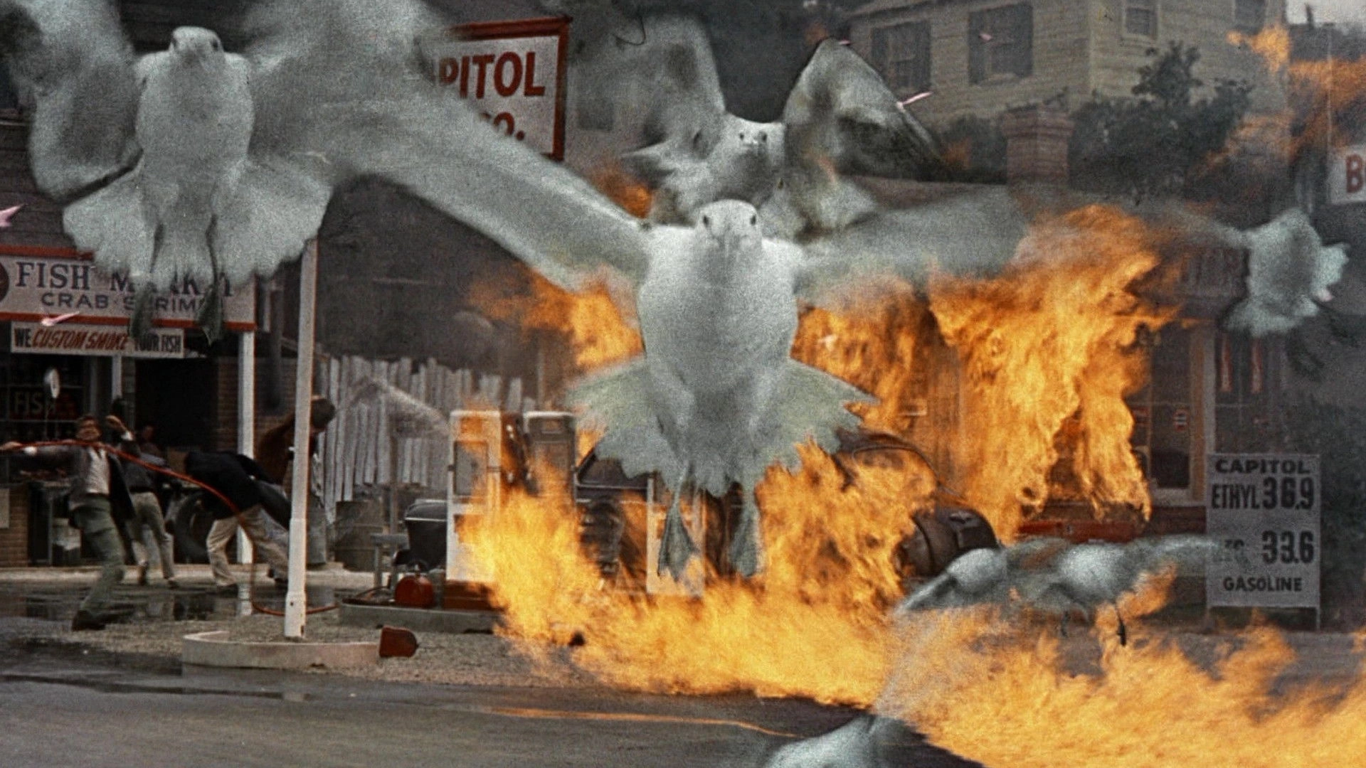 The Birds