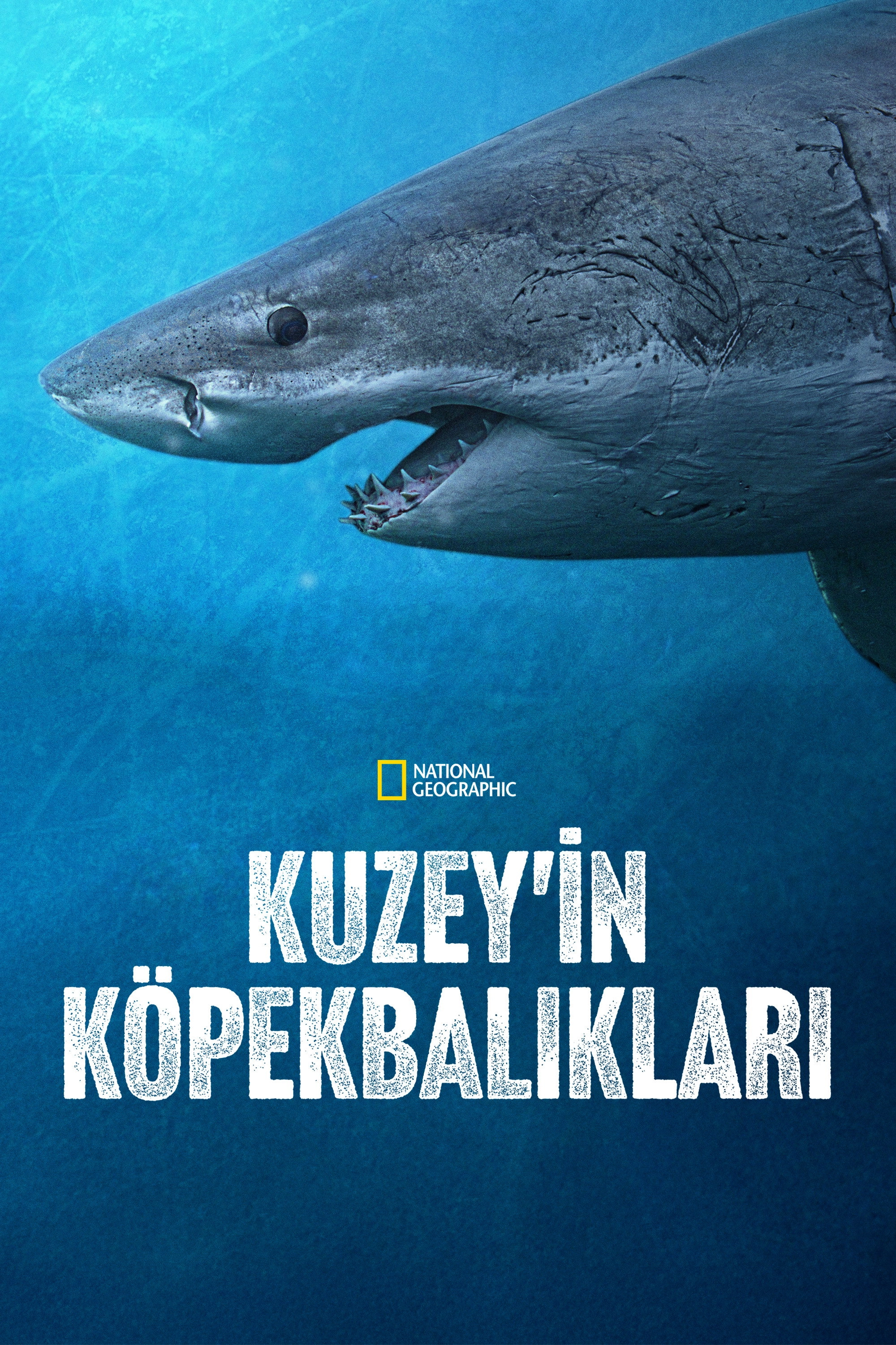 Sharks of the North